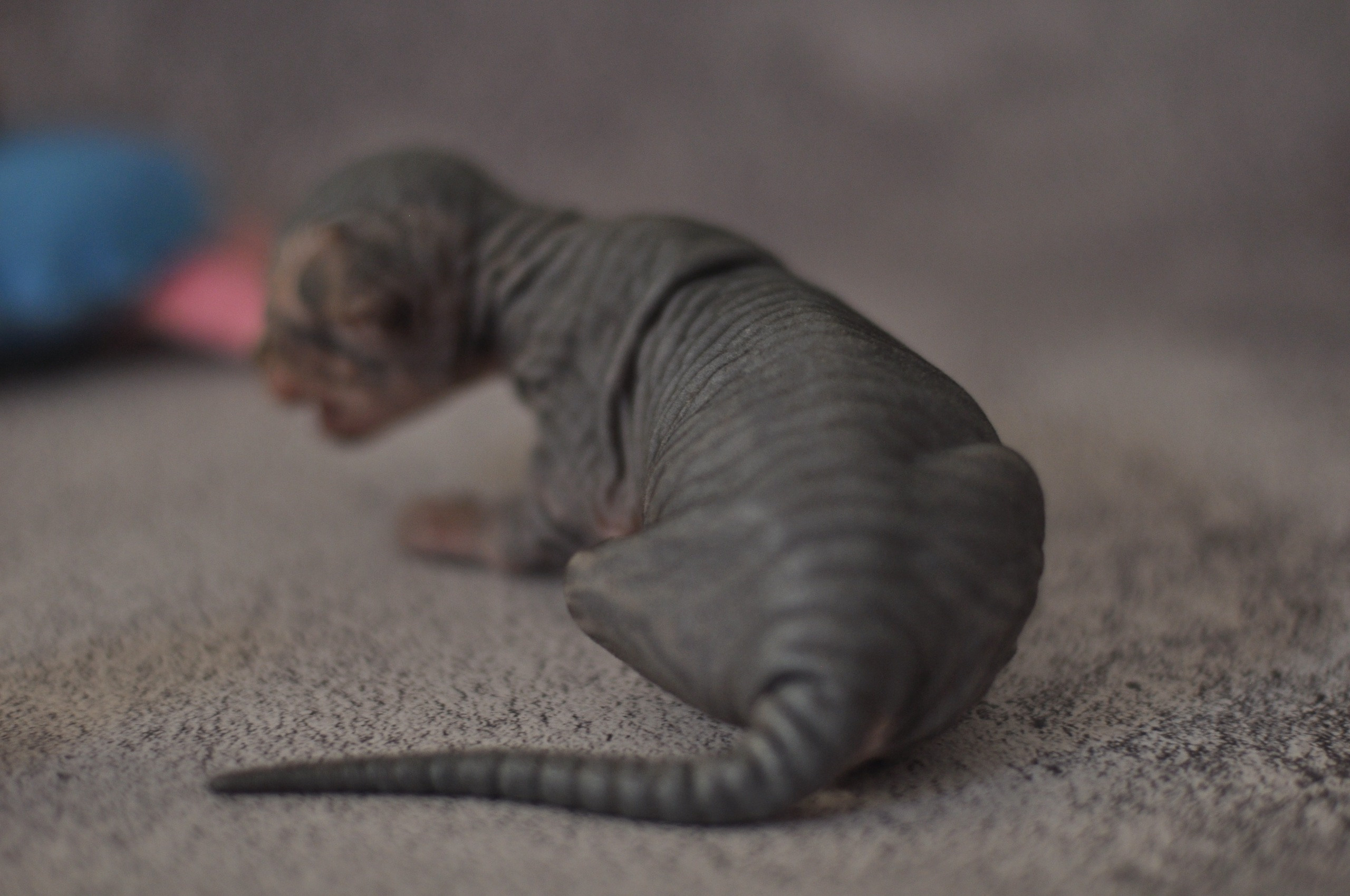 sphynx kittens Boston, sphynx kittens New York, sphynx kittens for sale Boston, sphynx kittens for sale New York