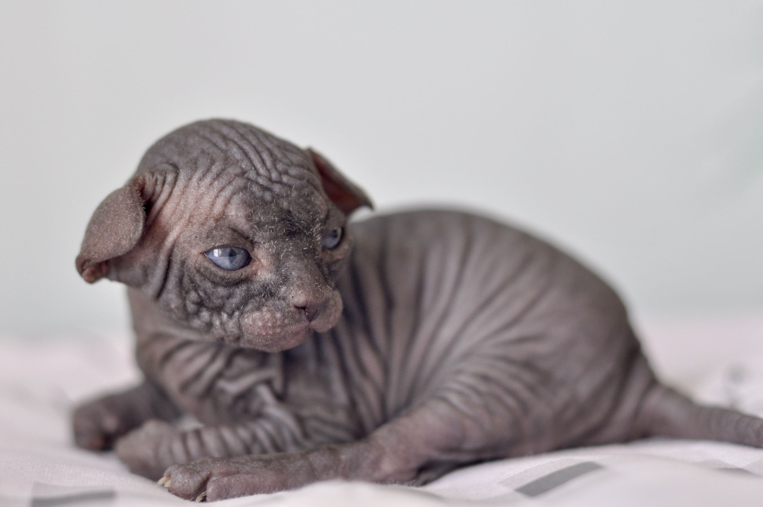 Sphynx kittens UK, Sphynx kittens United Kingdom, Sphynx kittens GB, Sphynx kittens Great Britain, Sphynx kittens London, Sphynx UK, Sphynx United Kingdom, Sphynx GB, Sphynx Great Britain, Sphynx London