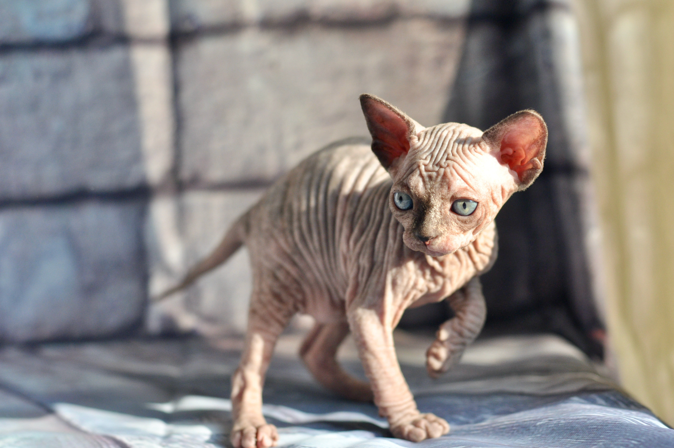 Sphynx kittens UK, Sphynx kittens United Kingdom, Sphynx kittens GB, Sphynx kittens Great Britain, Sphynx kittens London, Sphynx UK, Sphynx United Kingdom, Sphynx GB, Sphynx Great Britain, Sphynx London                                                 Sphynx kittens USA, Sphynx kittens United States, Sphynx kittens US, Sphynx kittens New York, Sphynx kittens Boston, Sphynx United States, Sphynx US, Sphynx USA, Sphynx New York, Sphynx Boston