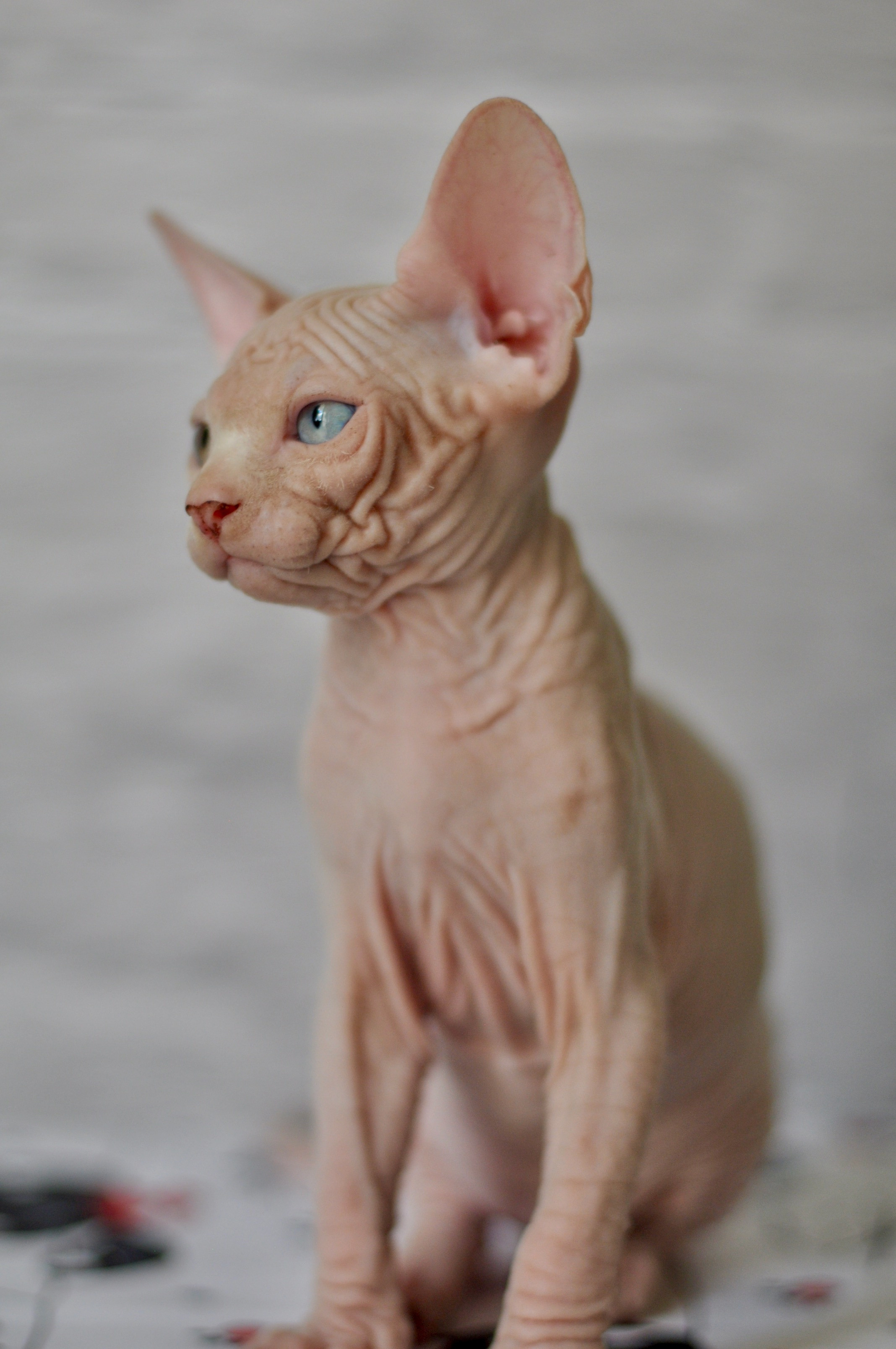 BISMARK (♂), color — White odd eyed (w63) — Resident of the Cattery. Εκτροφείο γάτες Σφίγγα στην Λεμεσό, Κύπρος