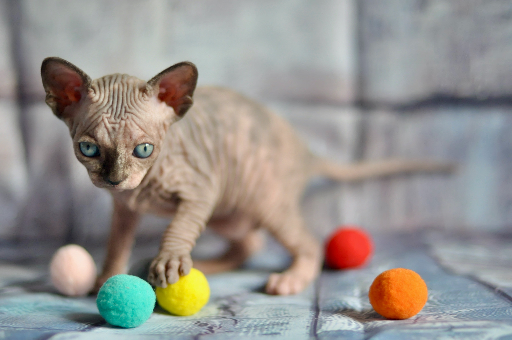 Sphynx kittens UK, Sphynx kittens United Kingdom, Sphynx kittens GB, Sphynx kittens Great Britain, Sphynx kittens London, Sphynx UK, Sphynx United Kingdom, Sphynx GB, Sphynx Great Britain, Sphynx London                                                 Sphynx kittens USA, Sphynx kittens United States, Sphynx kittens US, Sphynx kittens New York, Sphynx kittens Boston, Sphynx United States, Sphynx US, Sphynx USA, Sphynx New York, Sphynx Boston