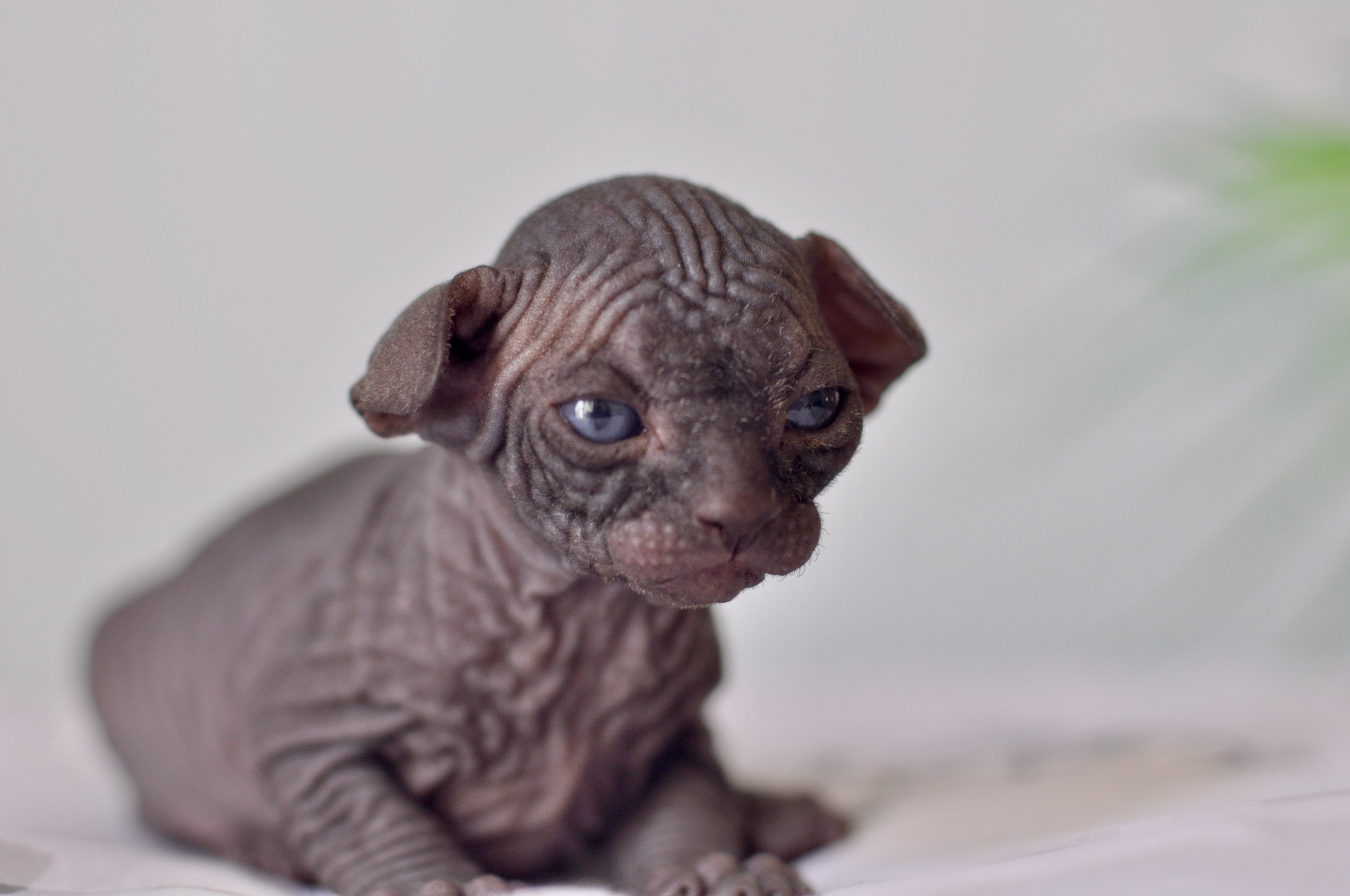 Sphynx kittens UK, Sphynx kittens United Kingdom, Sphynx kittens GB, Sphynx kittens Great Britain, Sphynx kittens London, Sphynx UK, Sphynx United Kingdom, Sphynx GB, Sphynx Great Britain, Sphynx London