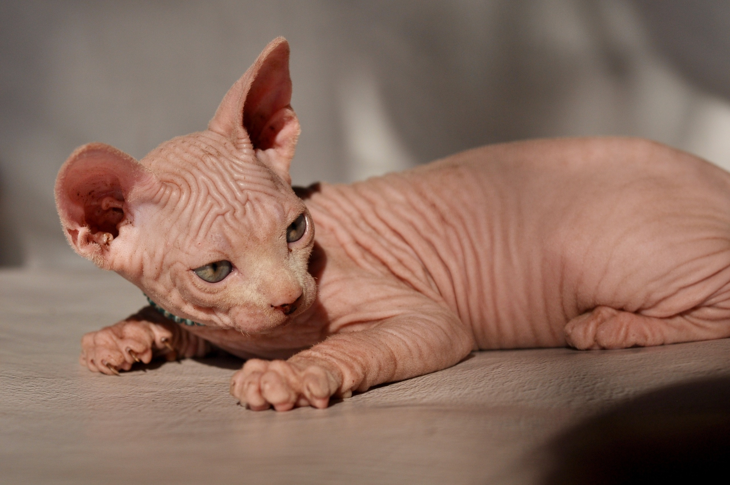 Sphynx kittens UK, Sphynx kittens United Kingdom, Sphynx kittens GB, Sphynx kittens Great Britain, Sphynx kittens London, Sphynx UK, Sphynx United Kingdom, Sphynx GB, Sphynx Great Britain, Sphynx London