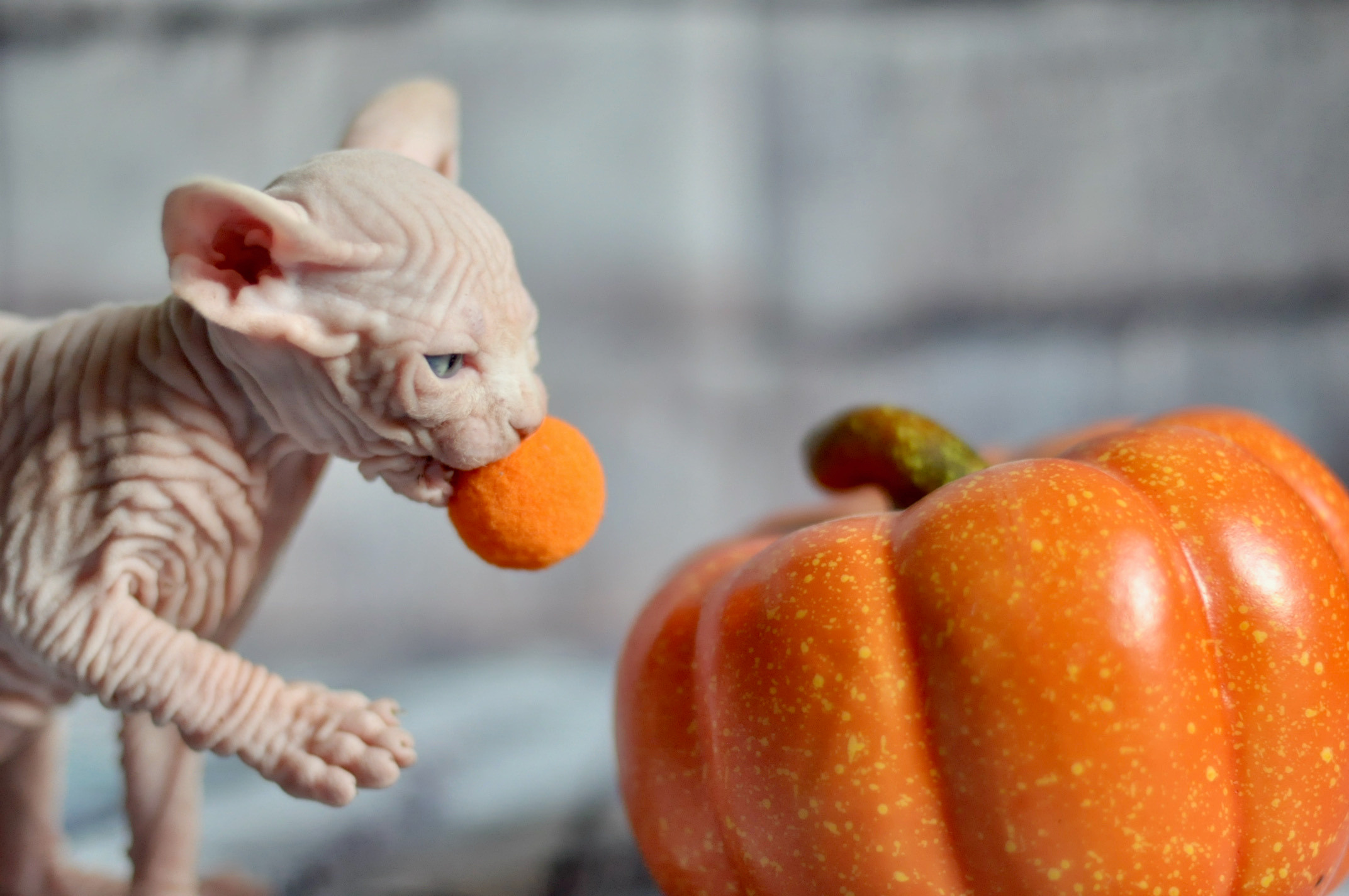 Sphynx kittens UK, Sphynx kittens United Kingdom, Sphynx kittens GB, Sphynx kittens Great Britain, Sphynx kittens London, Sphynx UK, Sphynx United Kingdom, Sphynx GB, Sphynx Great Britain, Sphynx London