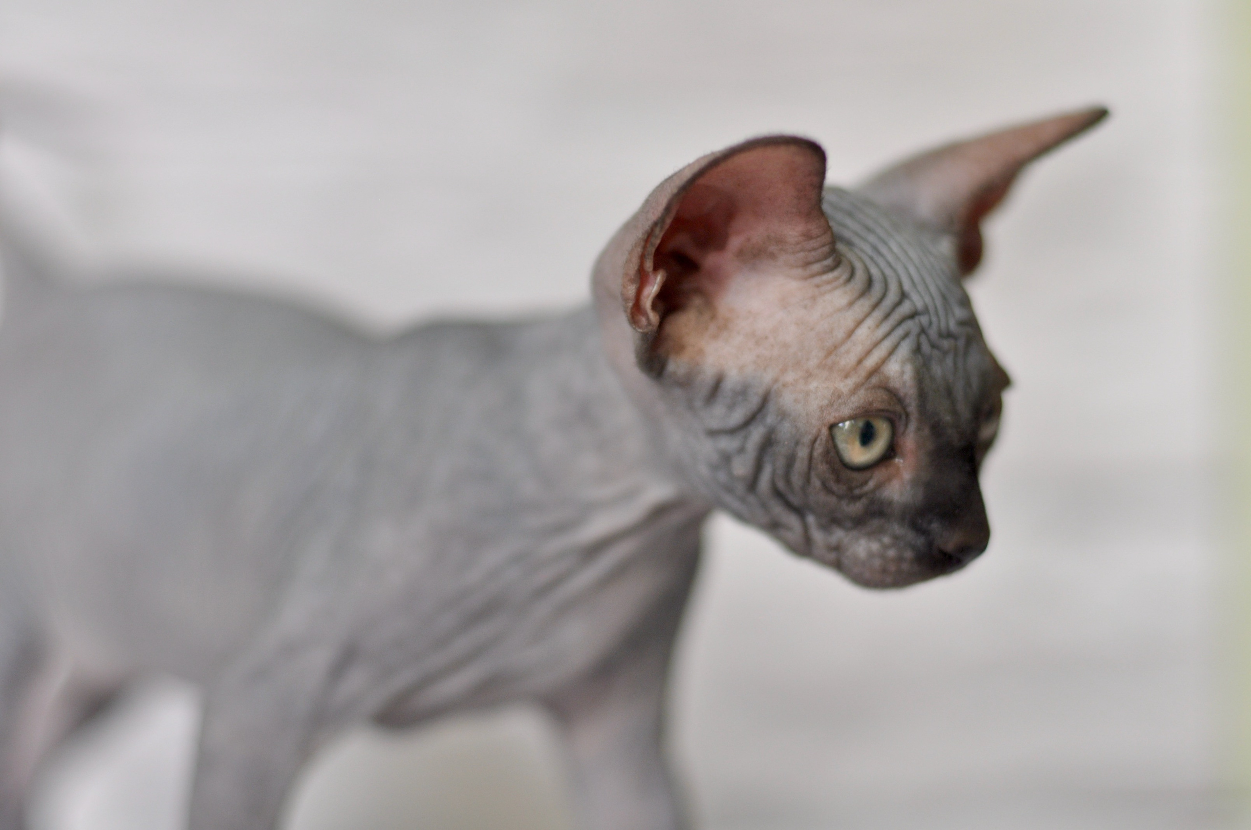 Sphynx kittens UK, Sphynx kittens United Kingdom, Sphynx kittens GB, Sphynx kittens Great Britain, Sphynx kittens London, Sphynx UK, Sphynx United Kingdom, Sphynx GB, Sphynx Great Britain, Sphynx London