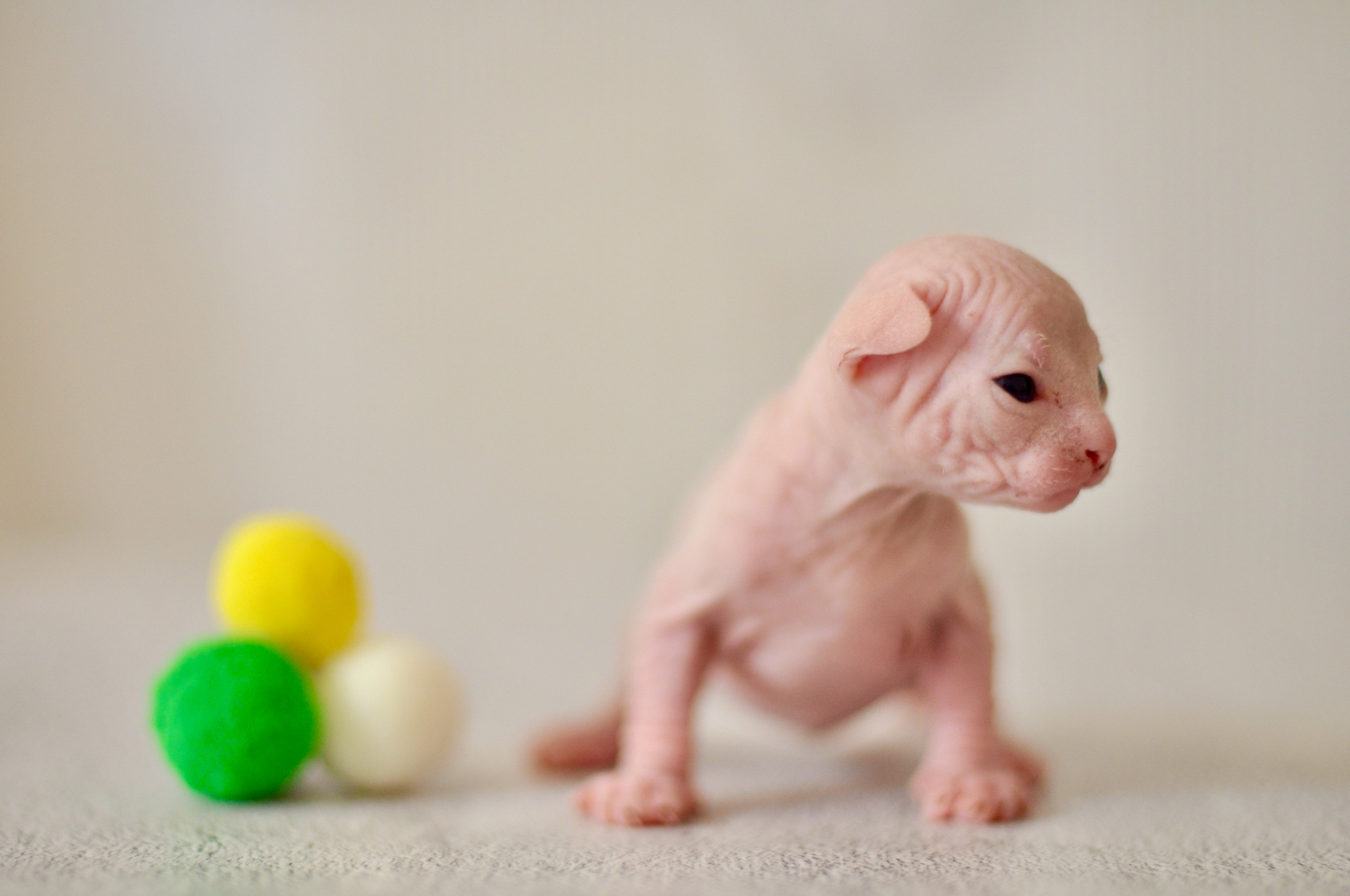 Sphynx kittens US, Sphynx kittens United States, Sphynx kittens USA, Sphynx kittens America, Sphynx kittens New York, Sphynx US, Sphynx United States, Sphynx USA, Sphynx United States, Sphynx USA