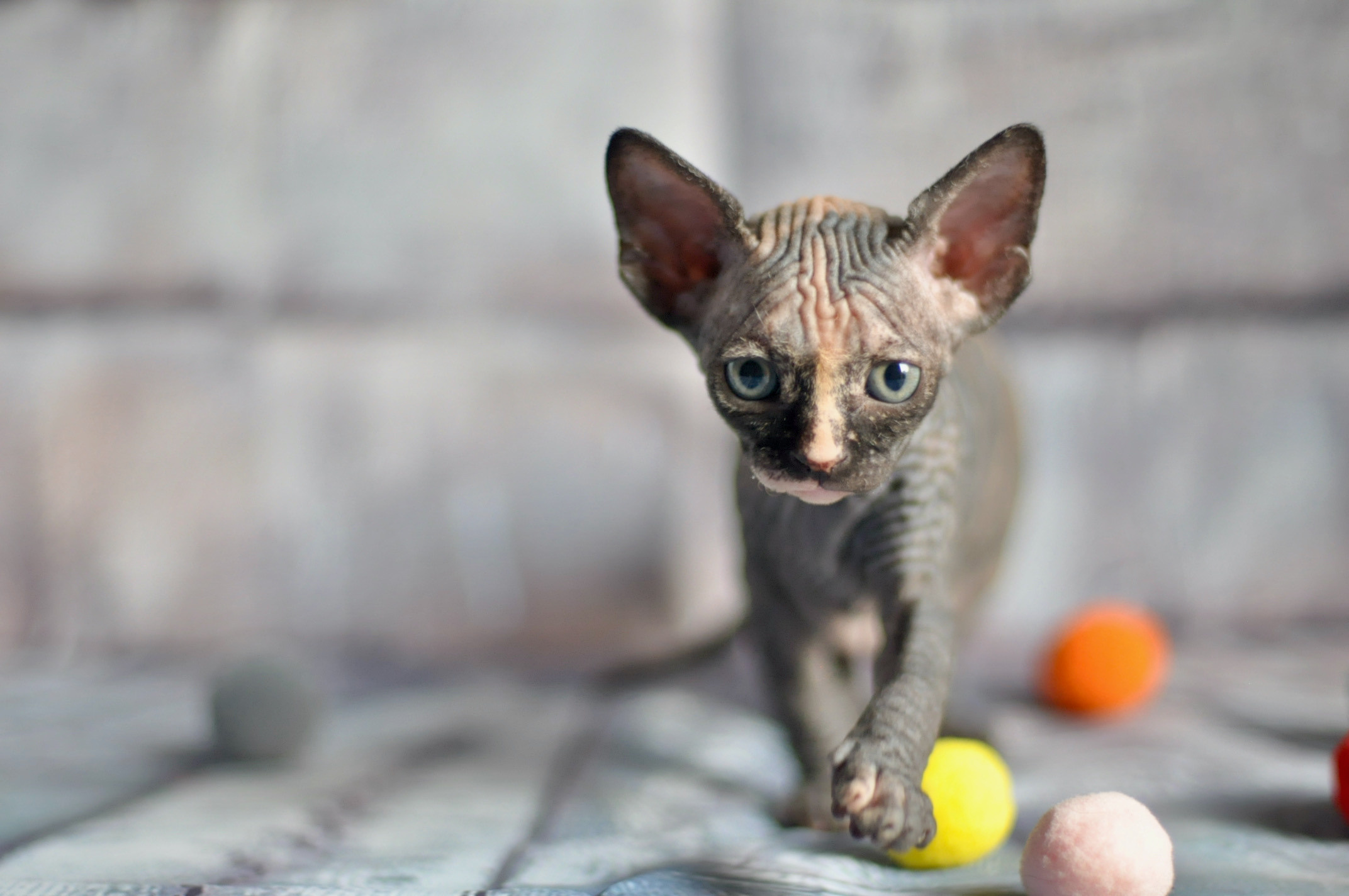 Sphynx kittens UK, Sphynx kittens United Kingdom, Sphynx kittens GB, Sphynx kittens Great Britain, Sphynx kittens London, Sphynx UK, Sphynx United Kingdom, Sphynx GB, Sphynx Great Britain, Sphynx London                                                 Sphynx kittens USA, Sphynx kittens United States, Sphynx kittens US, Sphynx kittens New York, Sphynx kittens Boston, Sphynx United States, Sphynx US, Sphynx USA, Sphynx New York, Sphynx Boston