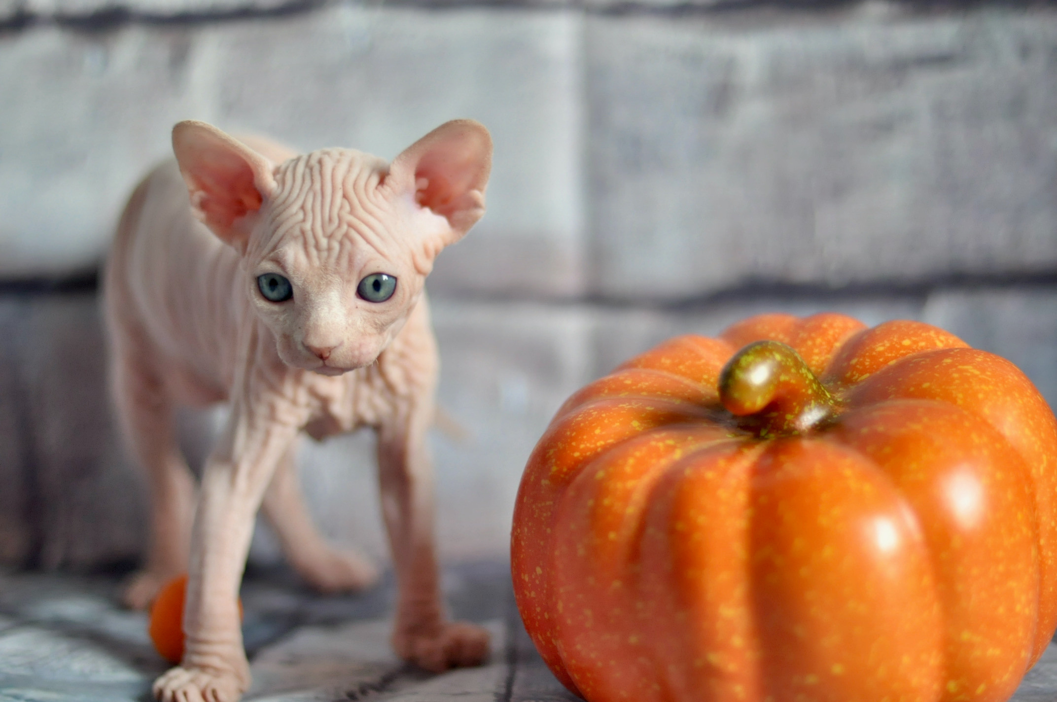 Sphynx kittens UK, Sphynx kittens United Kingdom, Sphynx kittens GB, Sphynx kittens Great Britain, Sphynx kittens London, Sphynx UK, Sphynx United Kingdom, Sphynx GB, Sphynx Great Britain, Sphynx London