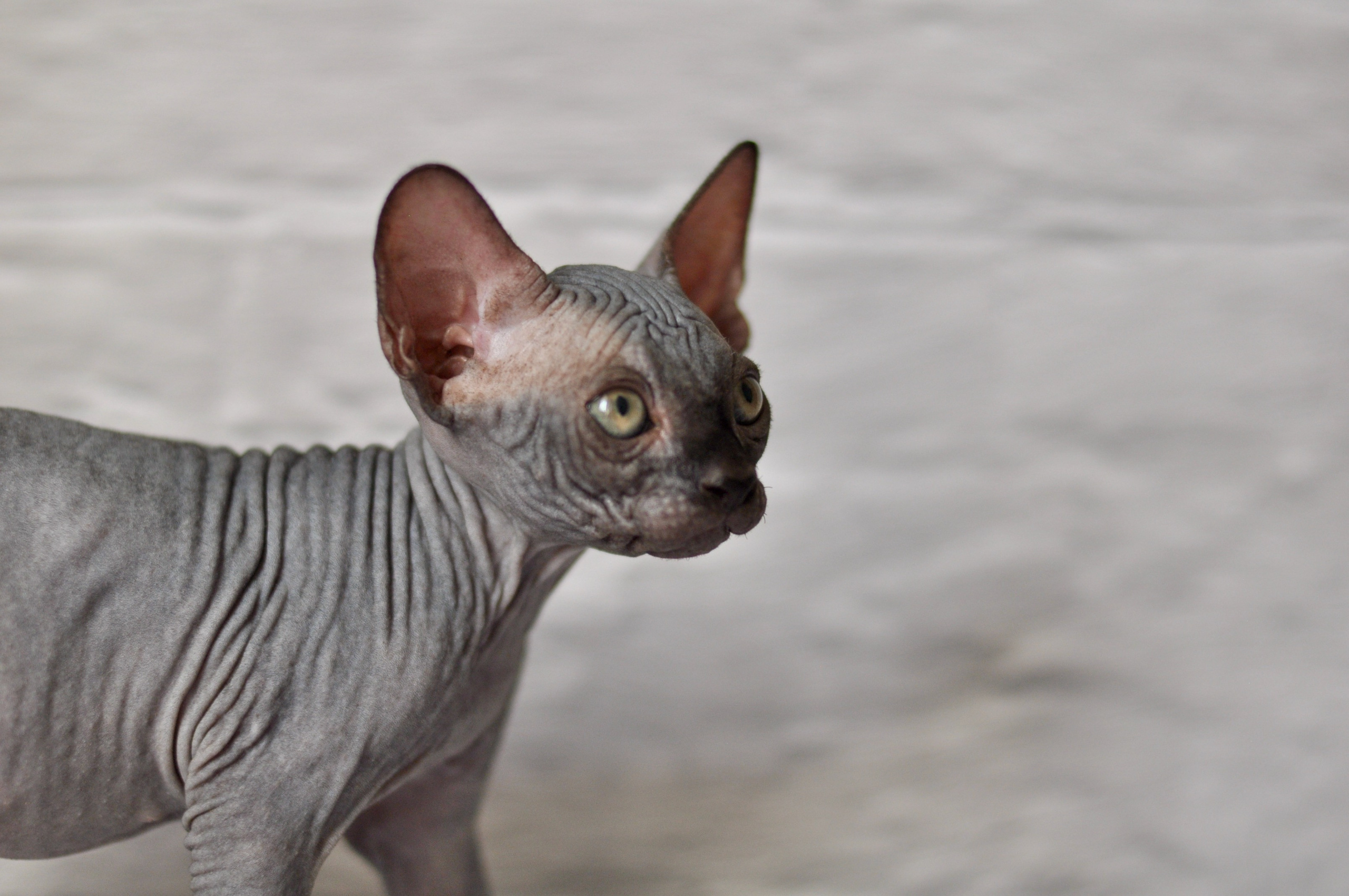 Sphynx kittens UK, Sphynx kittens United Kingdom, Sphynx kittens GB, Sphynx kittens Great Britain, Sphynx kittens London, Sphynx UK, Sphynx United Kingdom, Sphynx GB, Sphynx Great Britain, Sphynx London