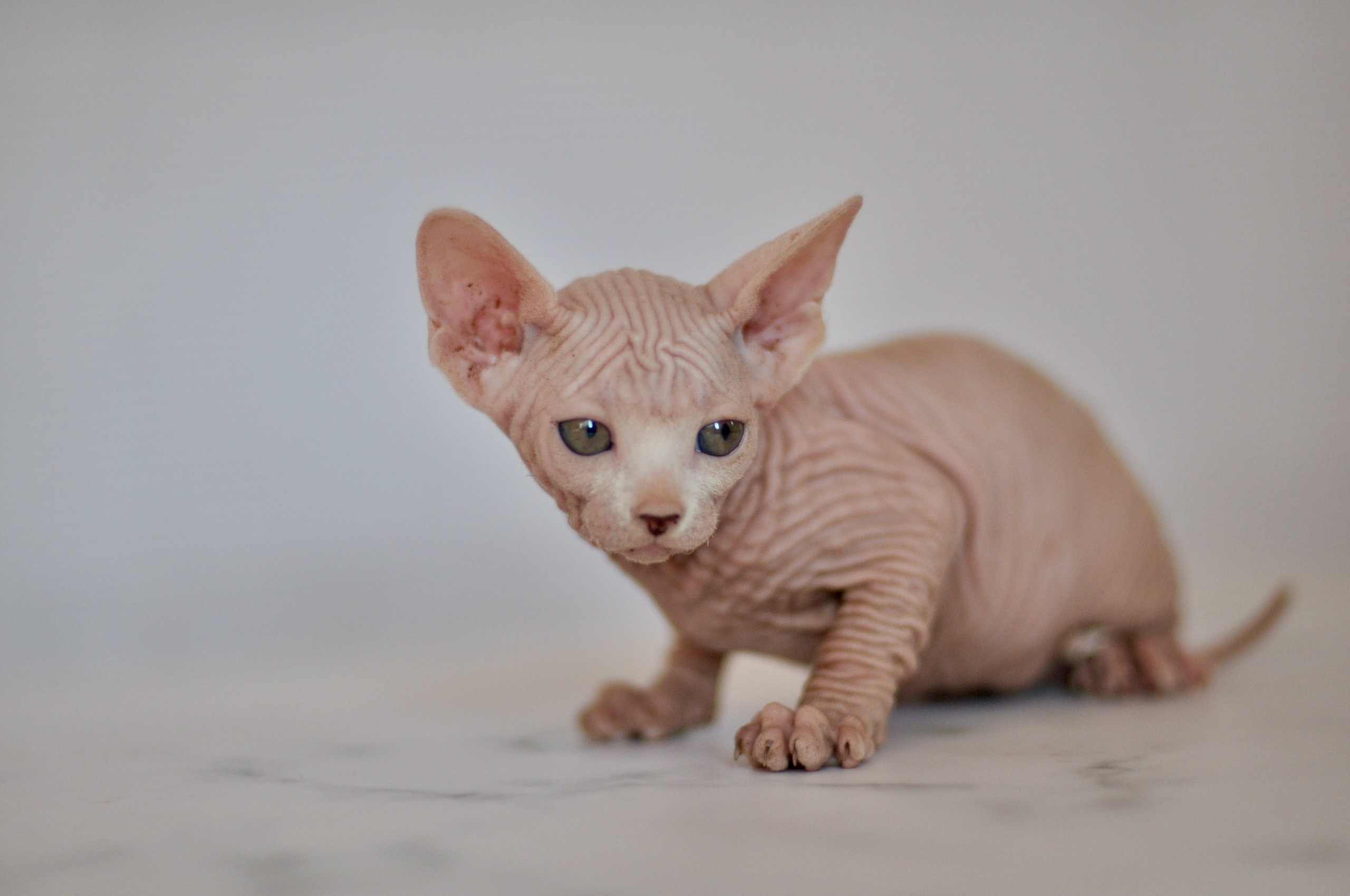 sphynx London, Birmingham, sphynx cat for sale London, sphynx cat for sale Birmingham