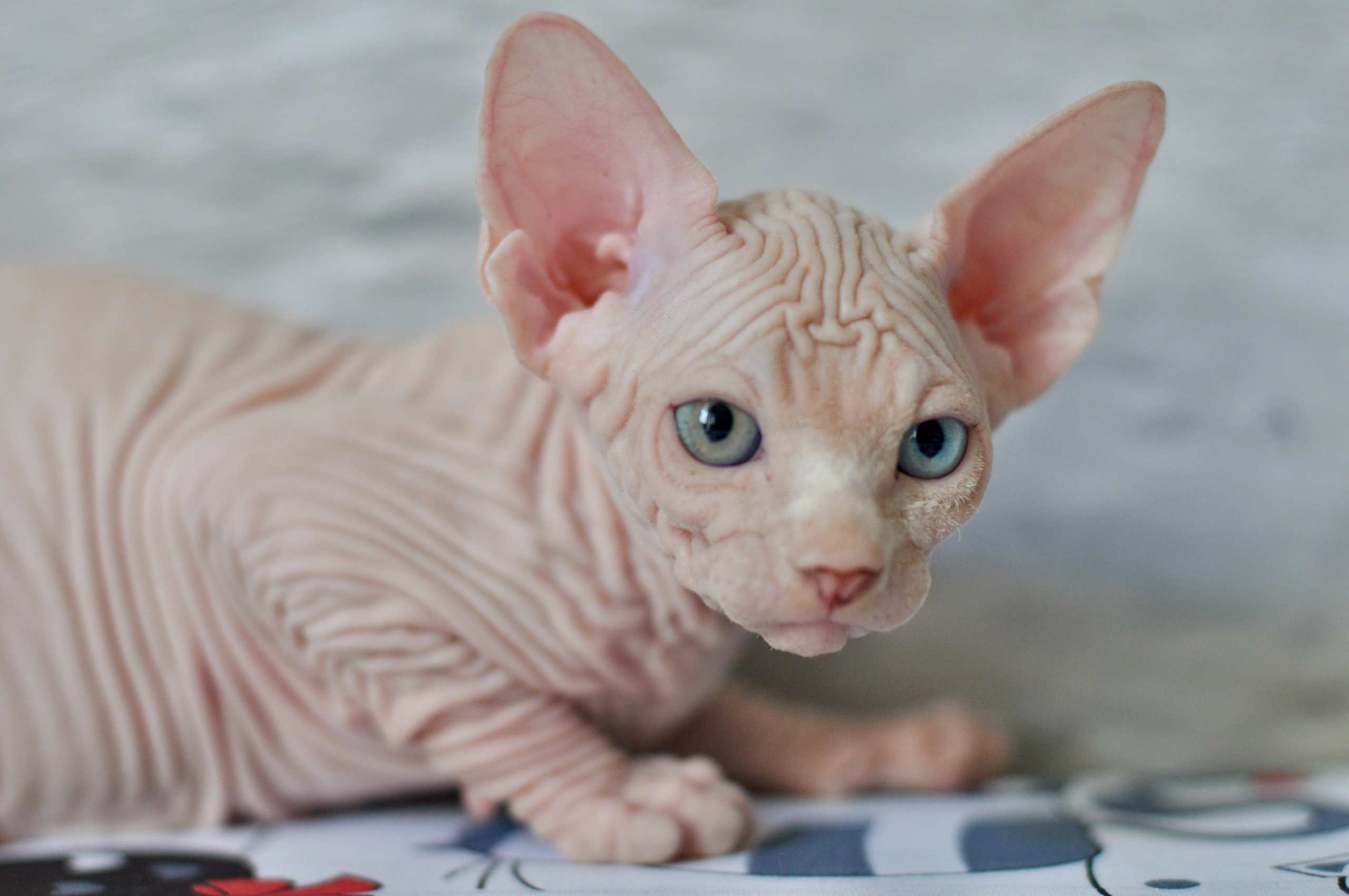 BISMARK (♂), color — White odd eyed (w63) — Resident of the Cattery. Εκτροφείο γάτες Σφίγγα στην Λεμεσό, Κύπρος