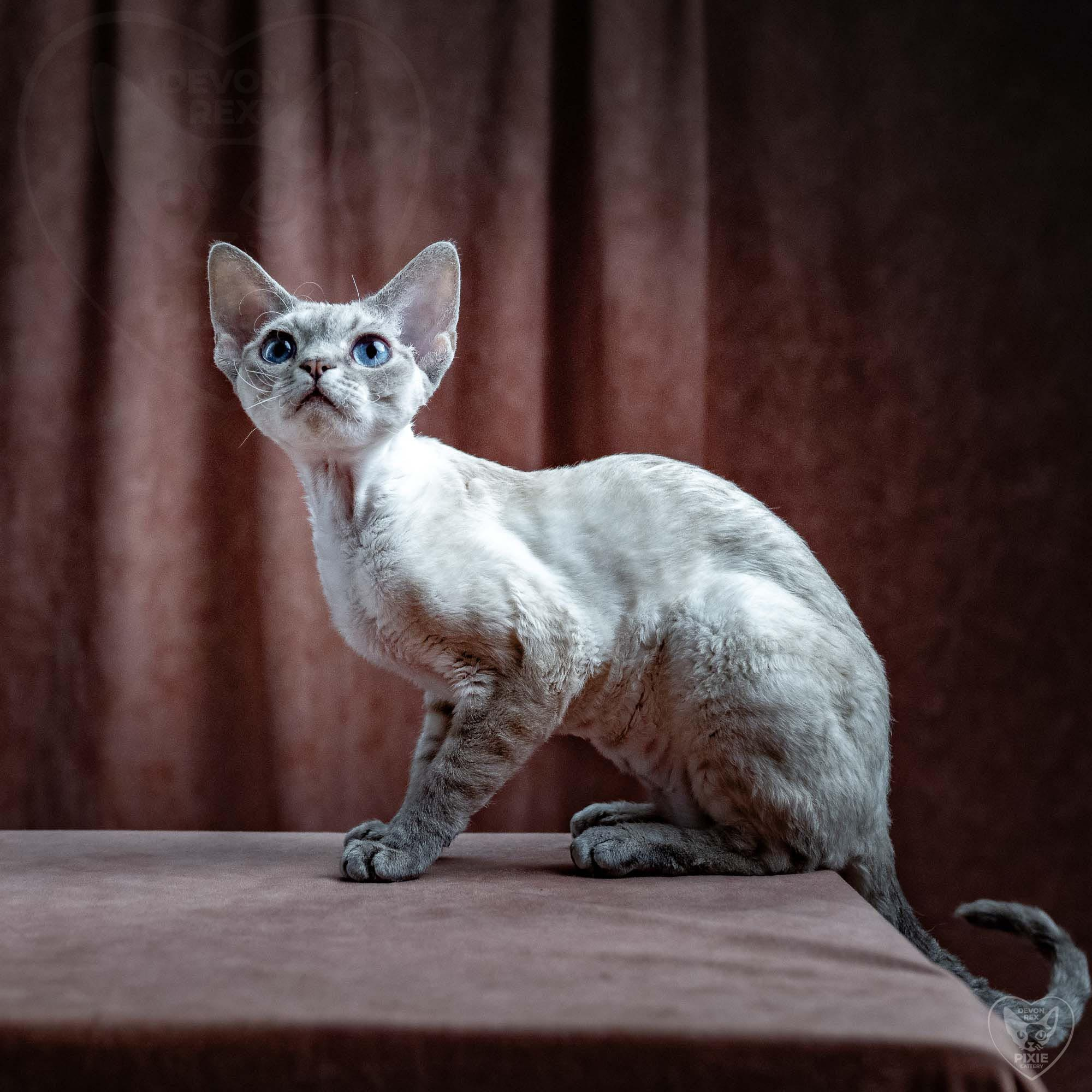 Fuji. Devon Rex Pixie Cattery