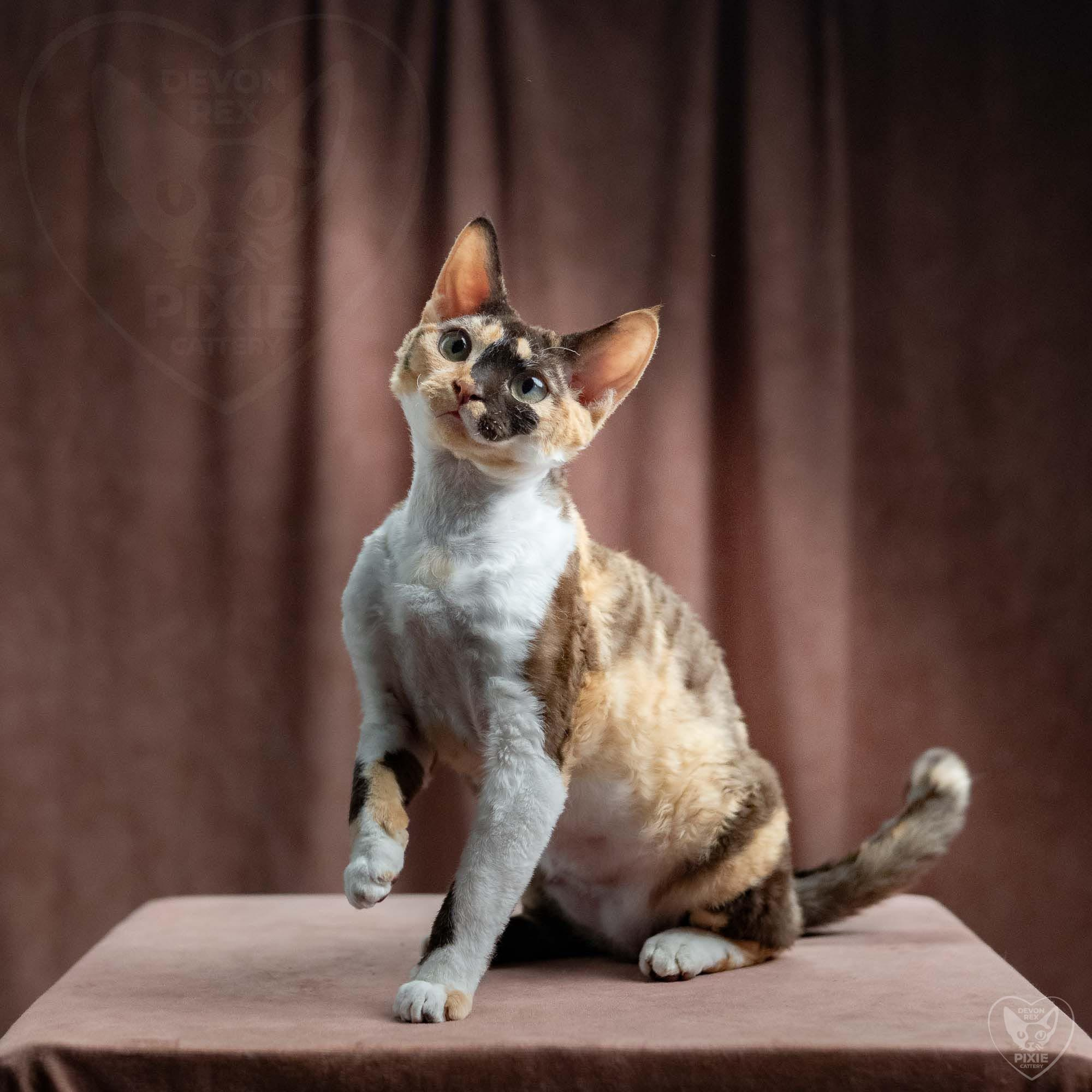 Malvina. Devon Rex Pixie Cattery