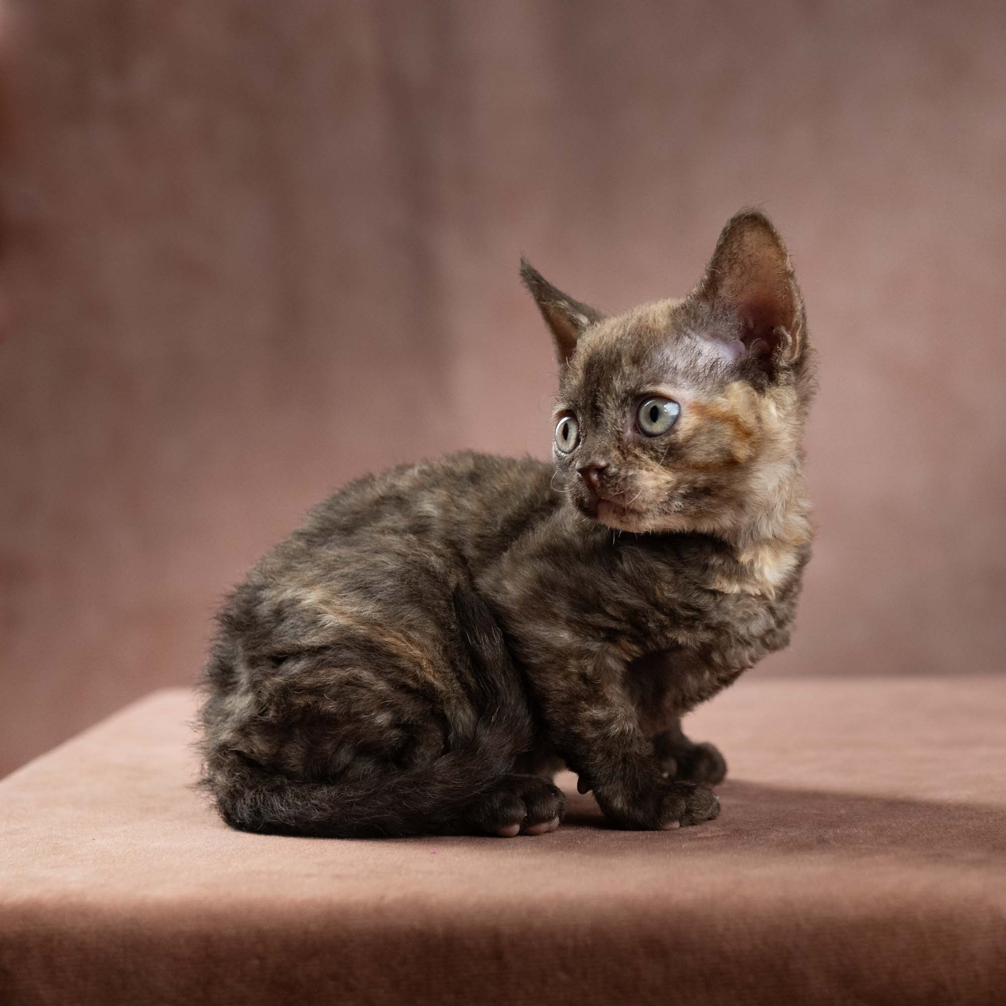Dory, girl, born on 06.06.24 SOLD. Devon Rex Pixie Cattery