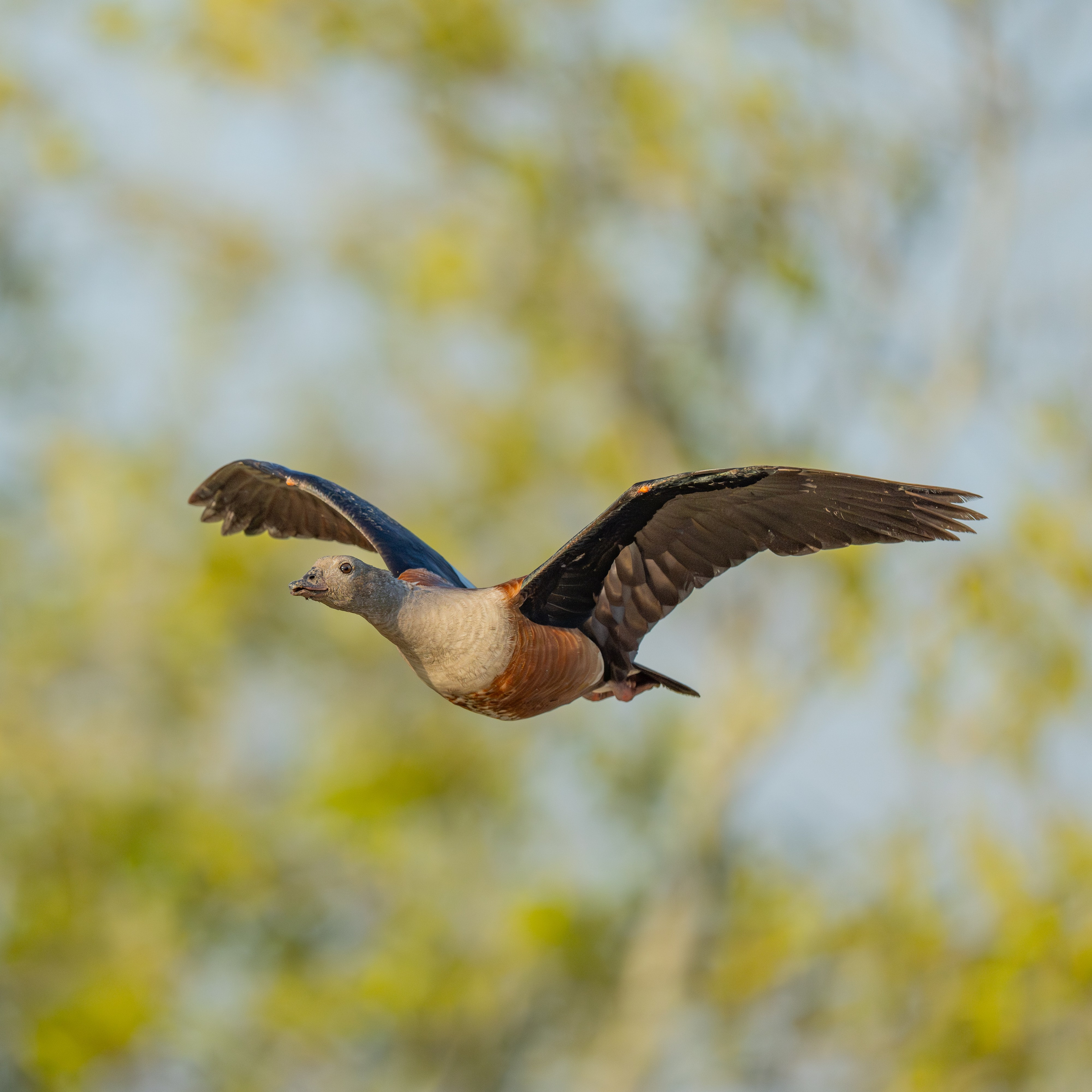 Ganzos. Nature photographer Yuri Soria-Galvarro