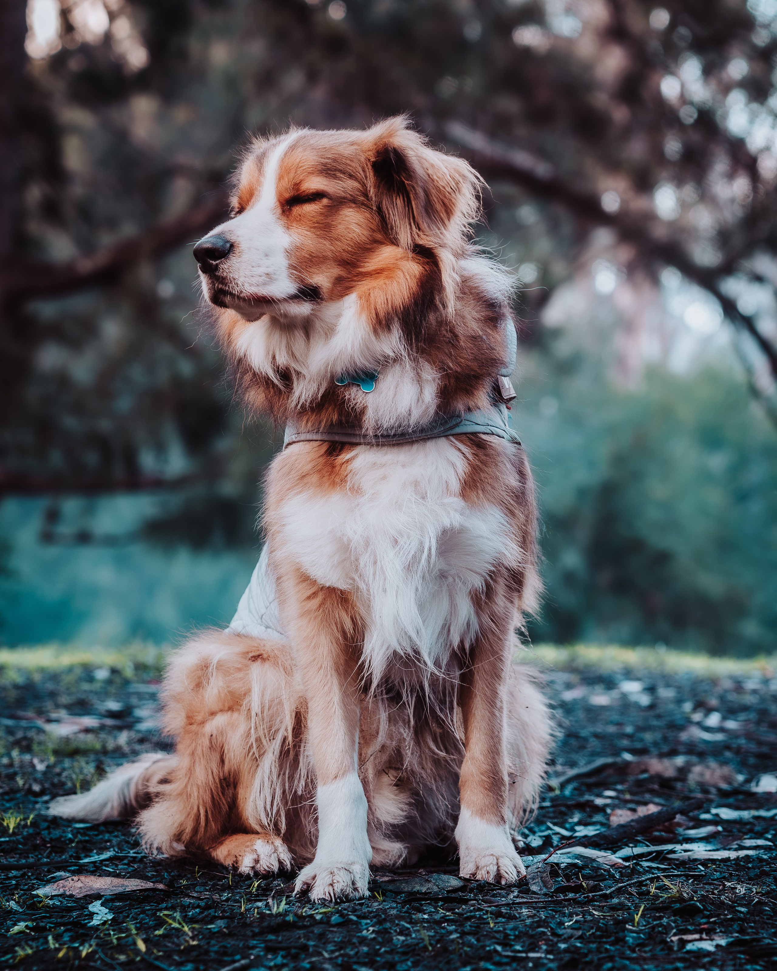 Pet — BorderColie. JS Photoshoot | Family, Events & Pet Photographer in Brisbane