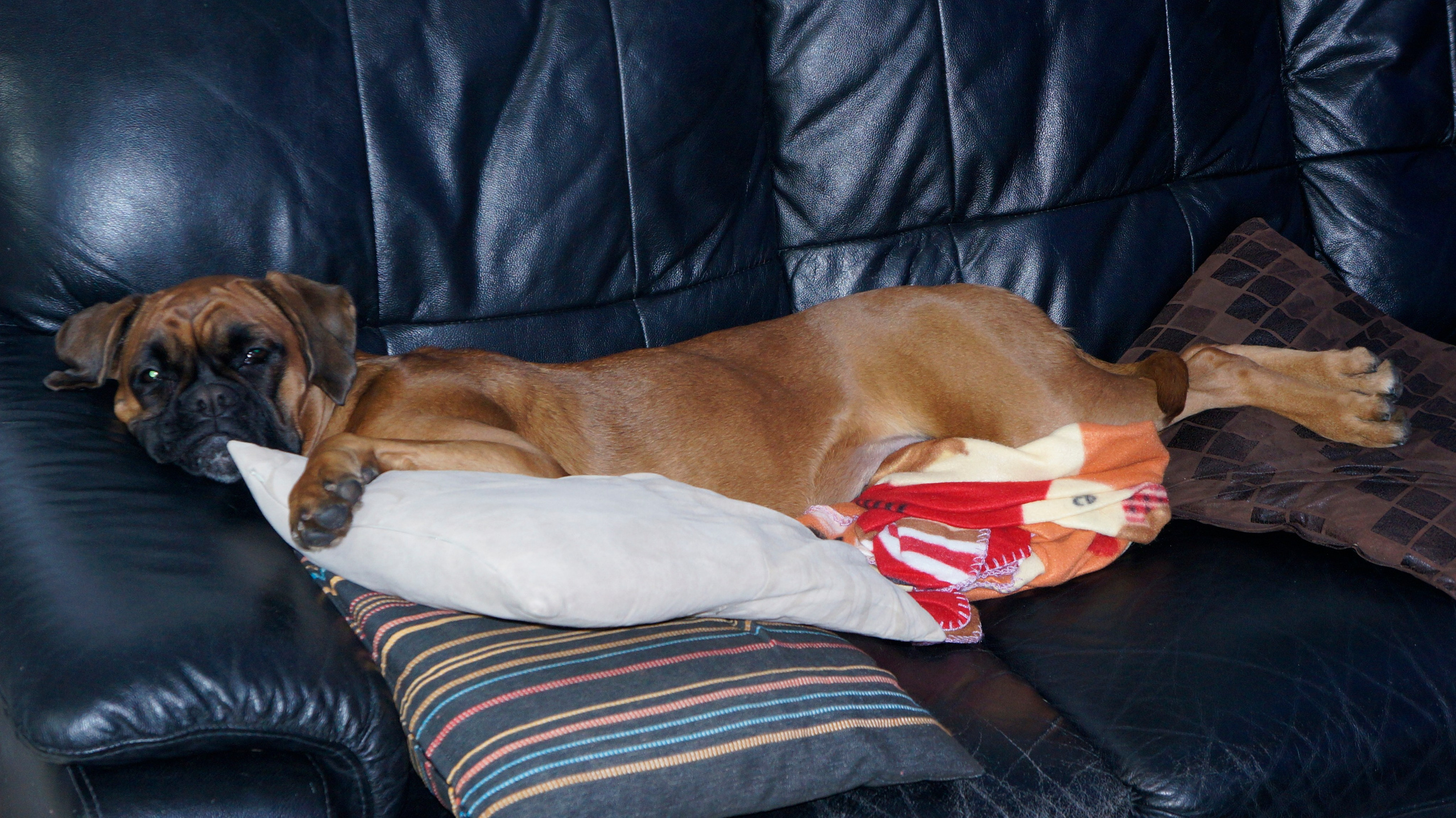 My ״Star״ Boxer Dog