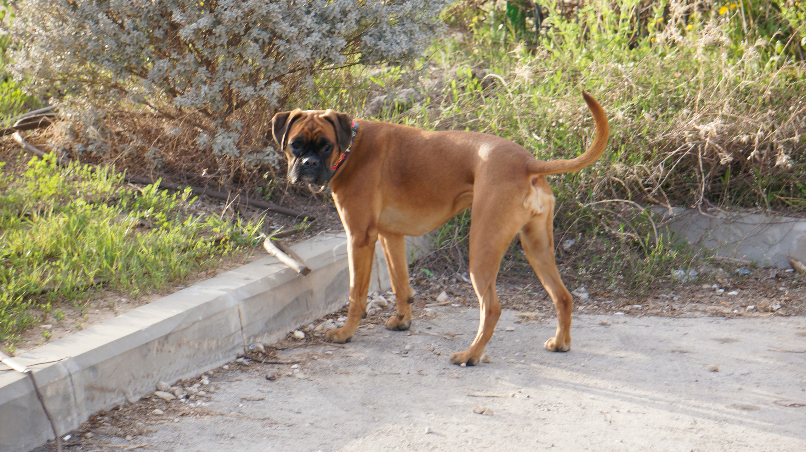 My ״Star״ Boxer Dog