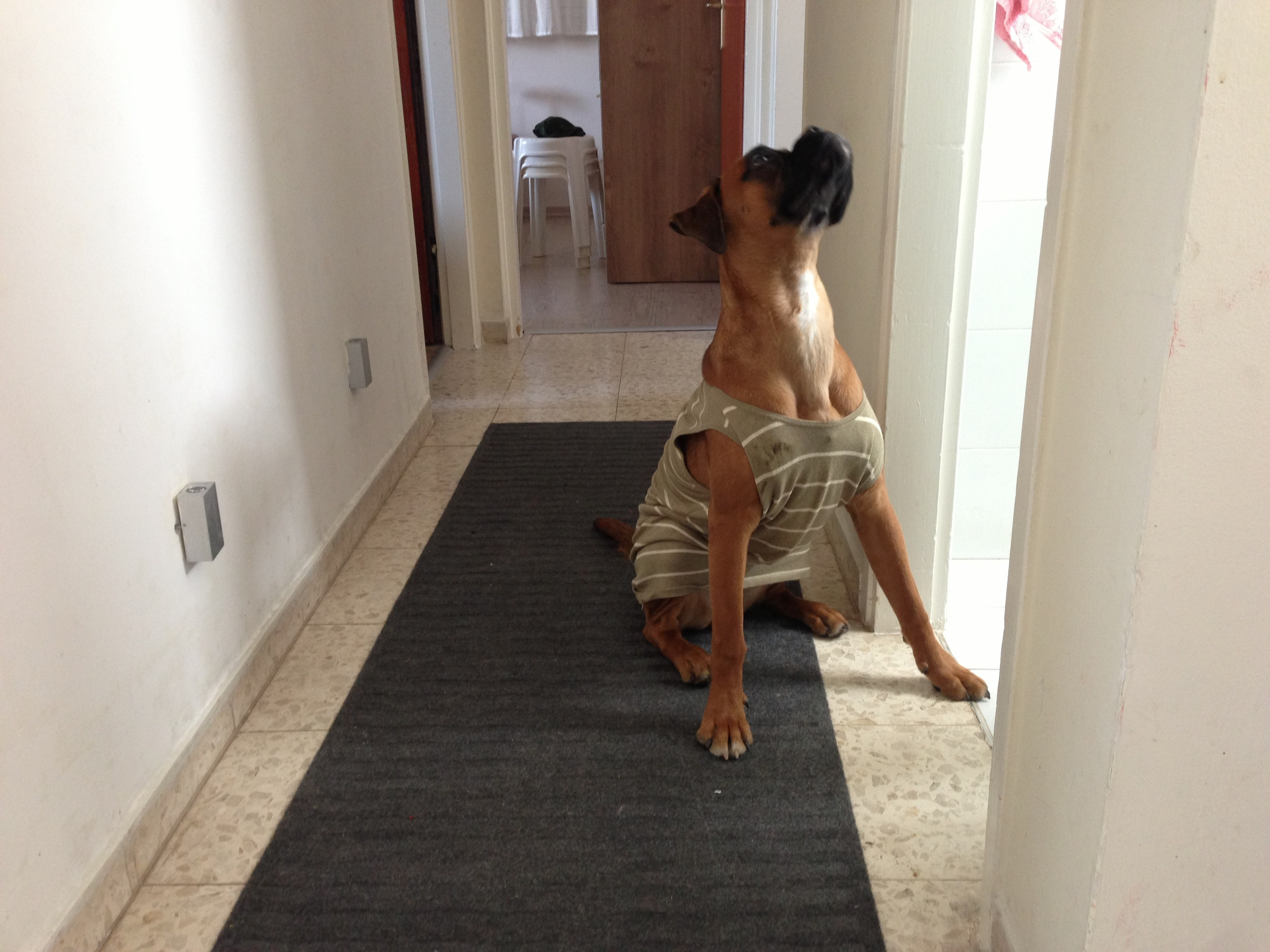 My ״Star״ Boxer Dog