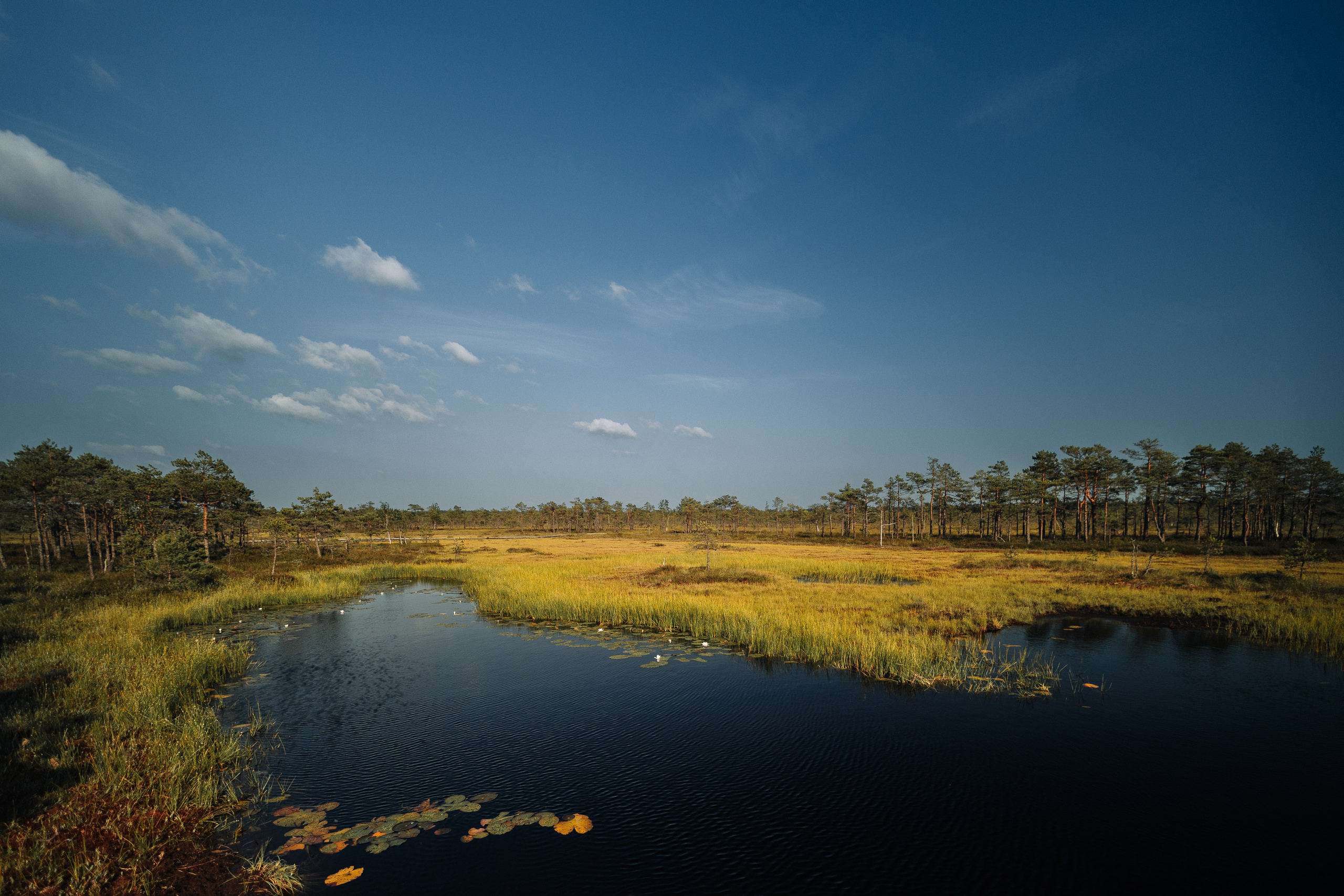 Street Photography. Portree- ja perefotograaf Anton Hansen Tallinnas, Eestis