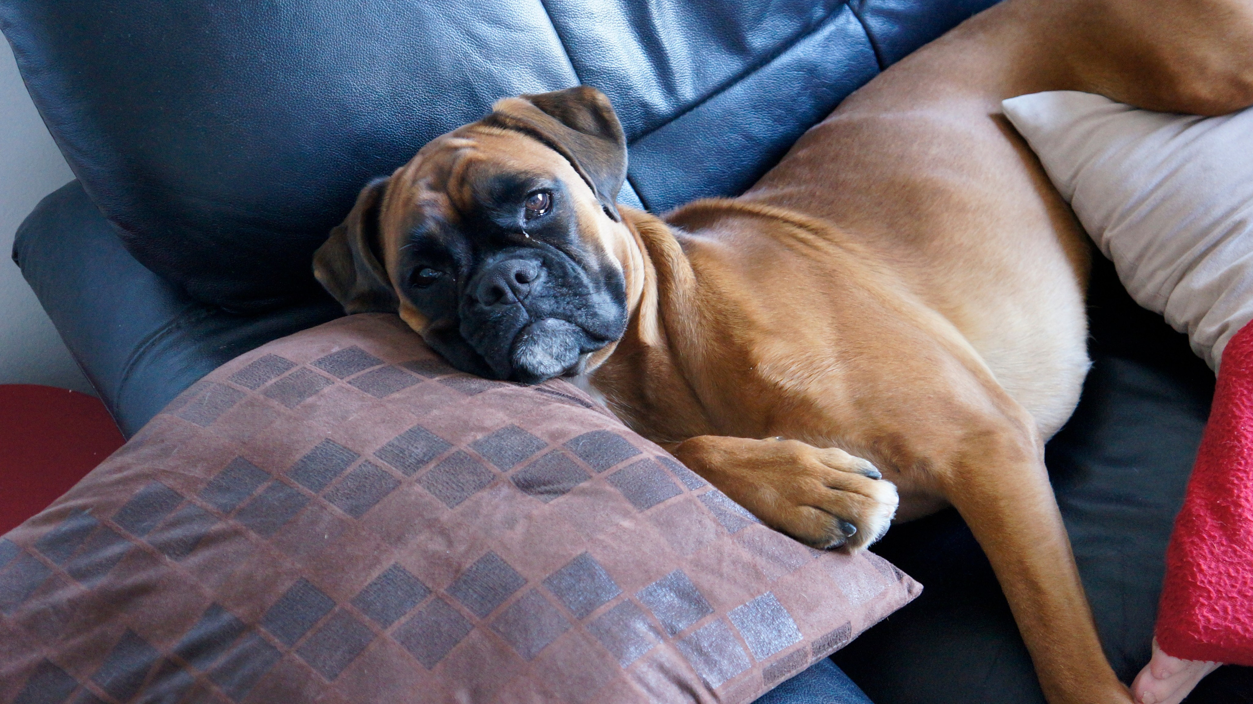 My ״Star״ Boxer Dog