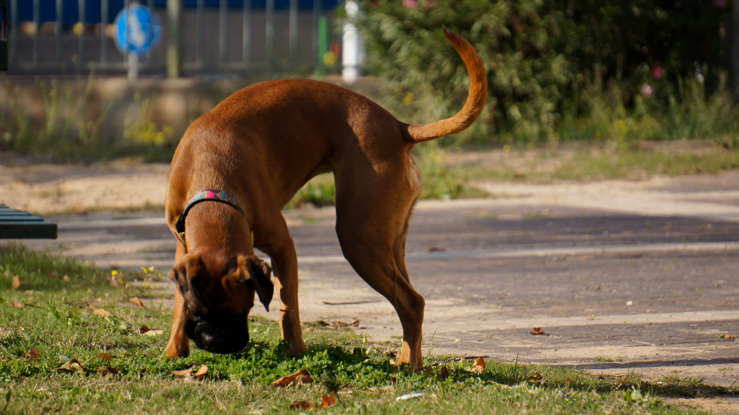 My ״Star״ Boxer Dog