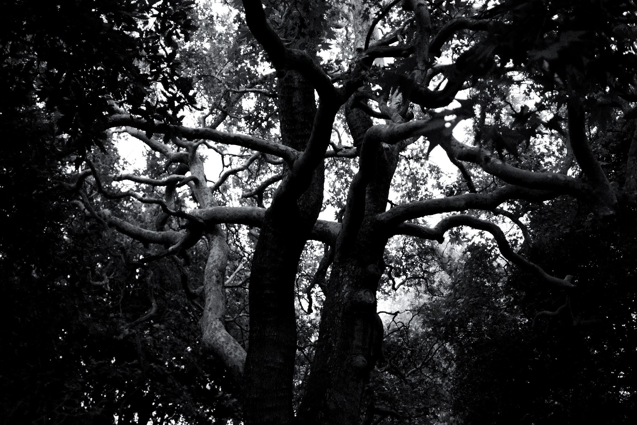 Botanical garden, Dublin 2023