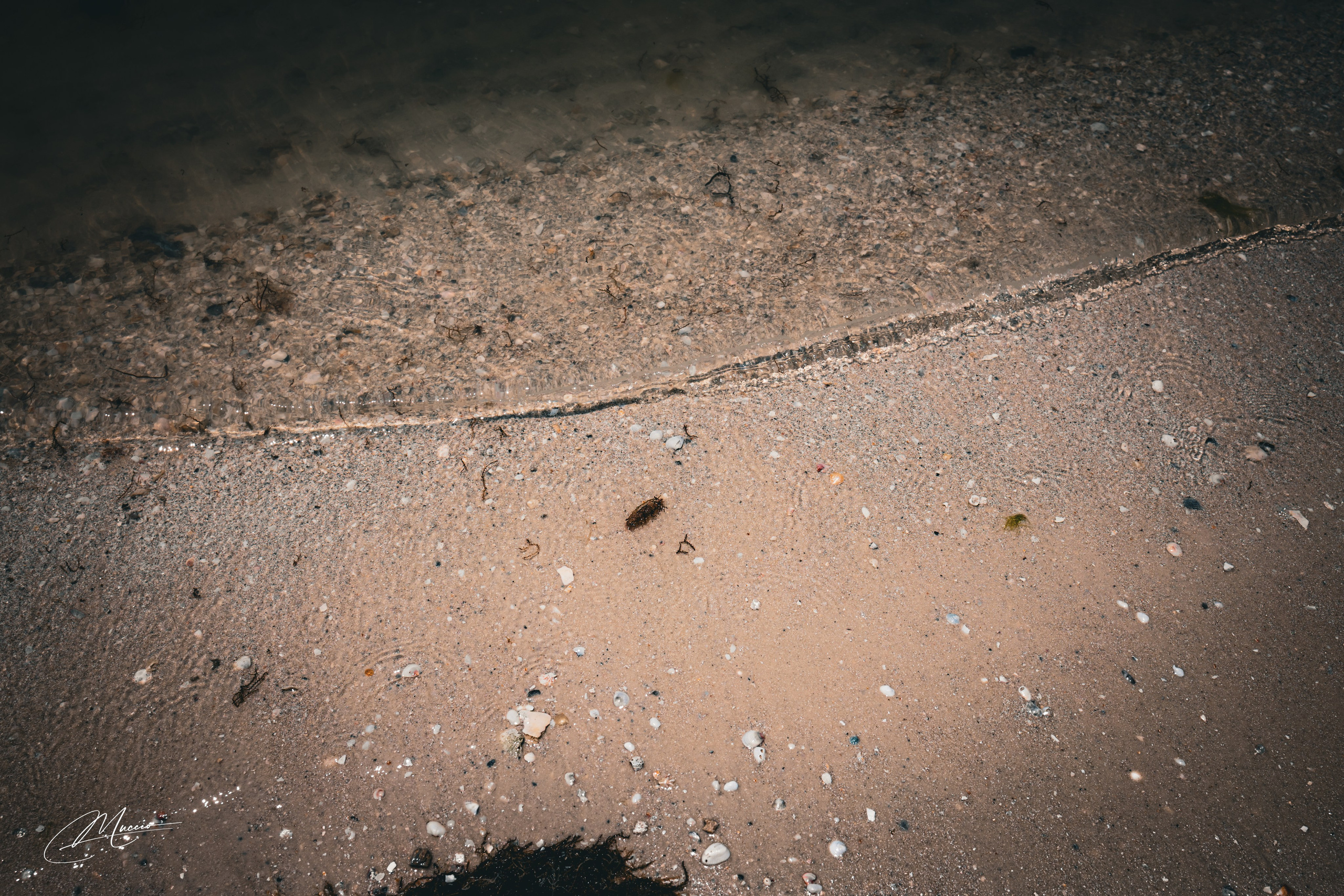 Florida Man — Fort Myers Walkabout. Out and About 239