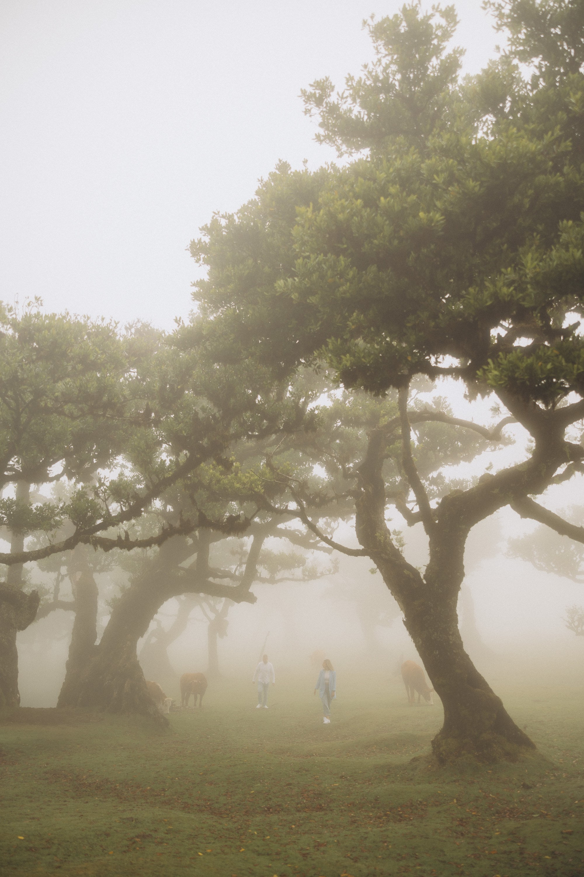 Love story in Fanal Forest