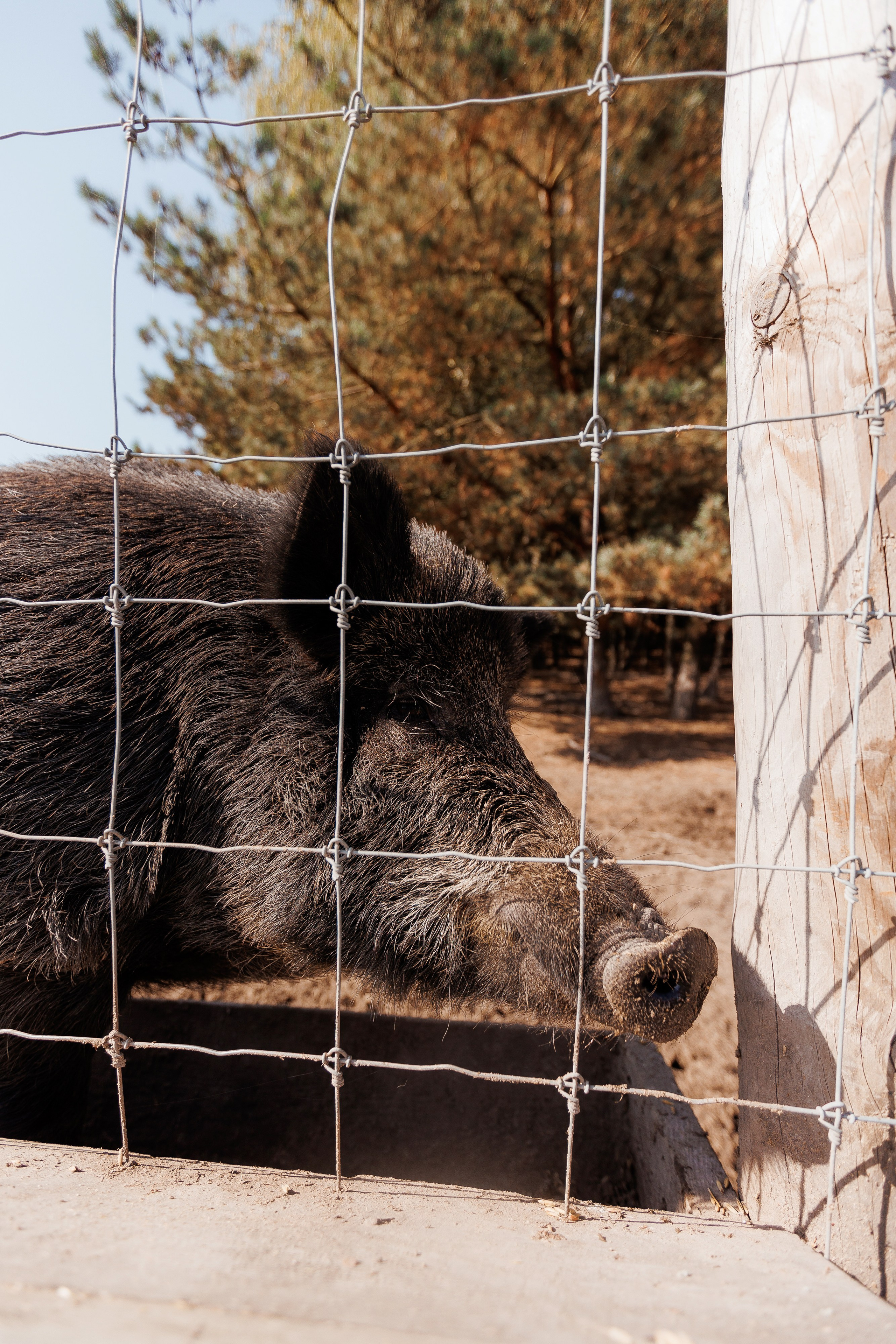 Екопарк Аміла. Ірина Терещук