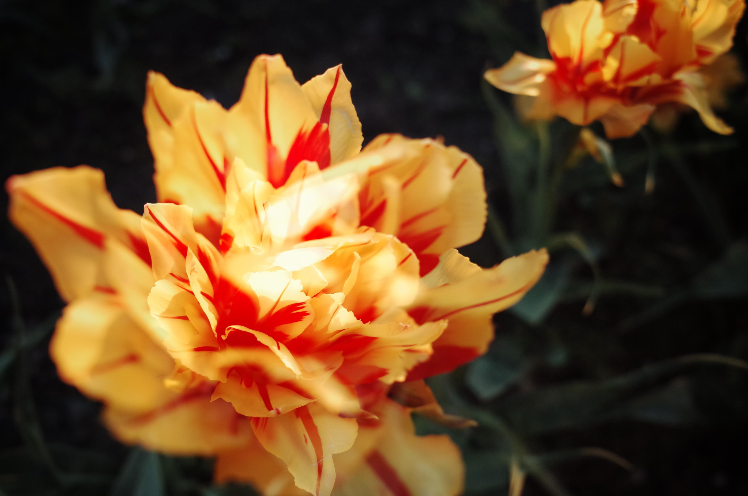 Demeter Dreams. Victoria Dini. Art photography in London / Folkestone, UK