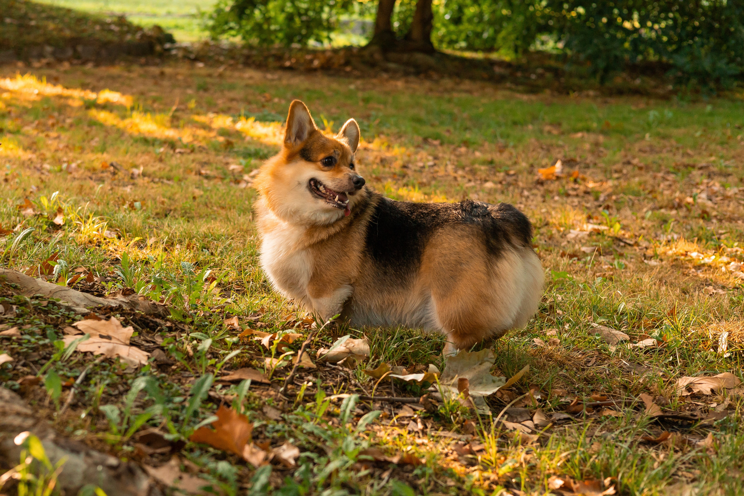 Мария и Санти. Фотограф-анималист | Белград