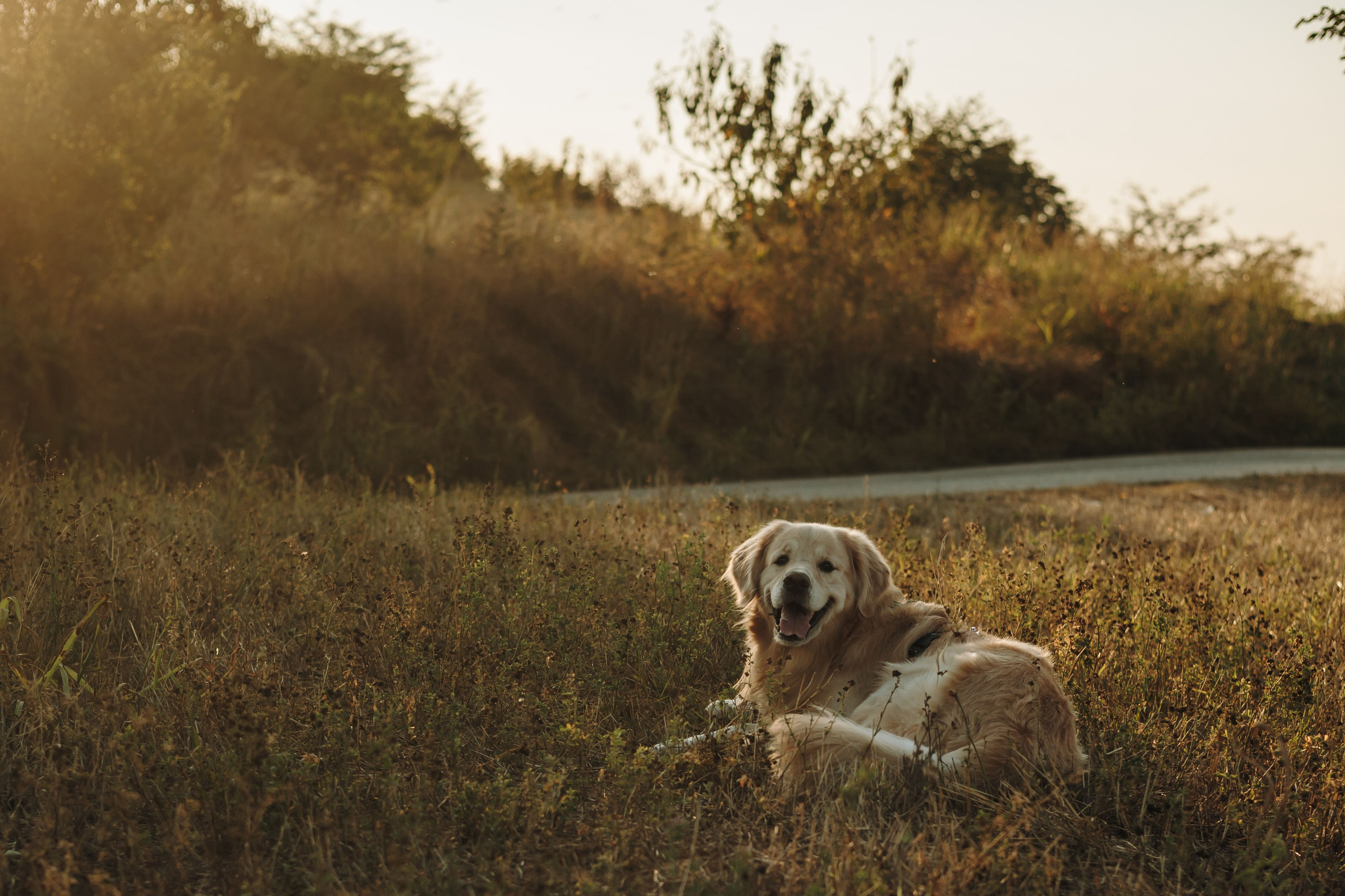 Катя и Бро. Фотограф-анималист | Белград