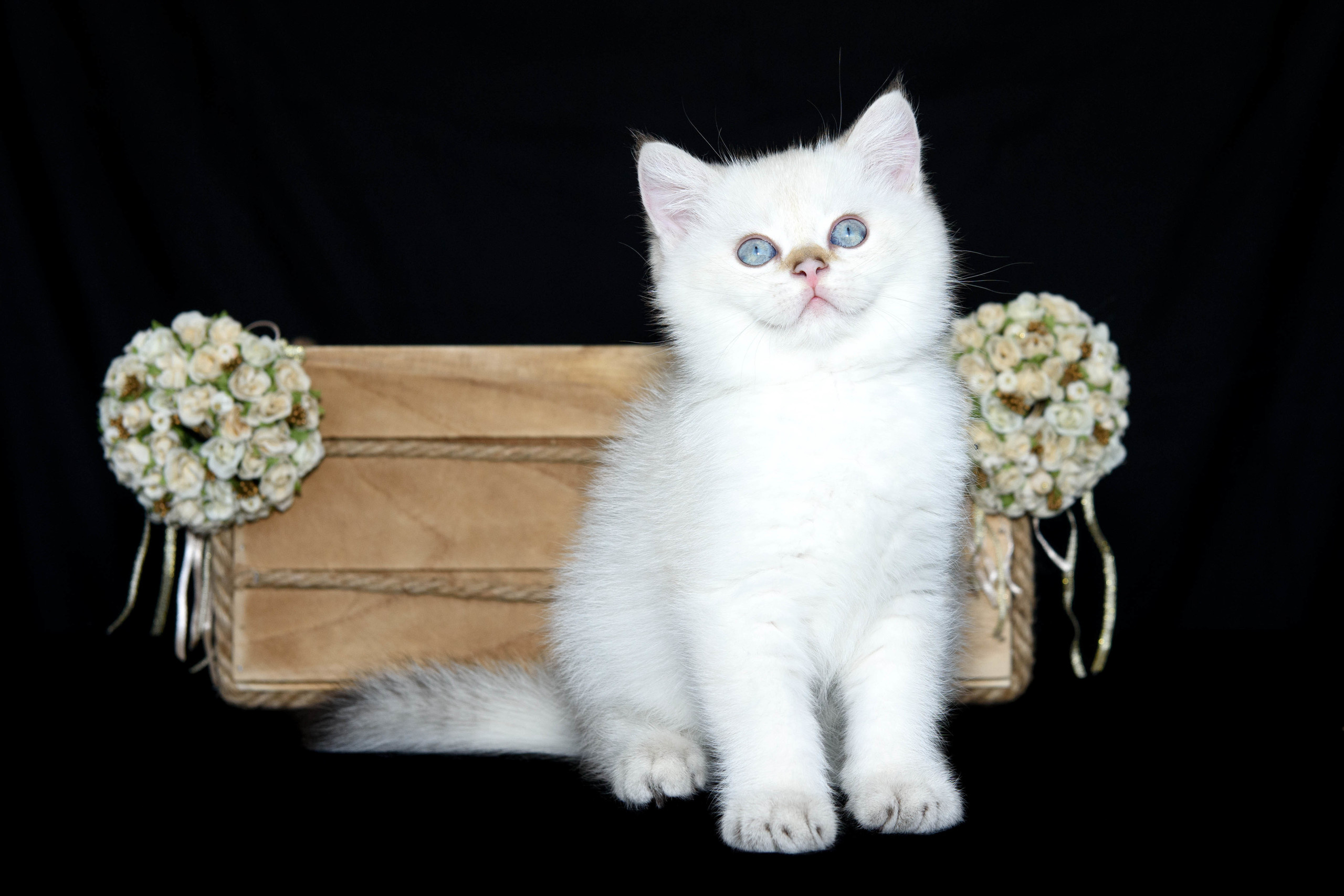 Εκτροφειο βρετανικης κοντότριχης γατας στην Ελλαδα, εκτροφειο british shorthair Αθηνα, εκτροφείο βρετανικής κοντότριχης στην Αθήνα, βρετανικη κοντοτριχη τσιντσιλα, χρυση βρετανική γάτα, βρετανική κοντότριχη γάτα με pedigree, βρετανική κοντότριχη γάτα τιμή, βρετανική μακρύτριχη γάτα, εκτροφείο βρετανικής κοντότριχης γάτας στην Κύπρο, βρετανική γάτα στην Κύπρο τιμή, χρυσή βρετανική γάτα στην Κύπρο, χρυσή βρετανική γάτα Λεμεσός, εκτροφειο βρετανικης γατας Λεμεσος, βρετανικο γατακι τιμη Λεμεσος, βρετανικο γατακι τιμη, βρετανικη γατα Κυπρος, βρετανικη κοντοτριχη γατα τιμη, εκτροφειο βρετανικης κοντοτριχης Θεσσαλονικη