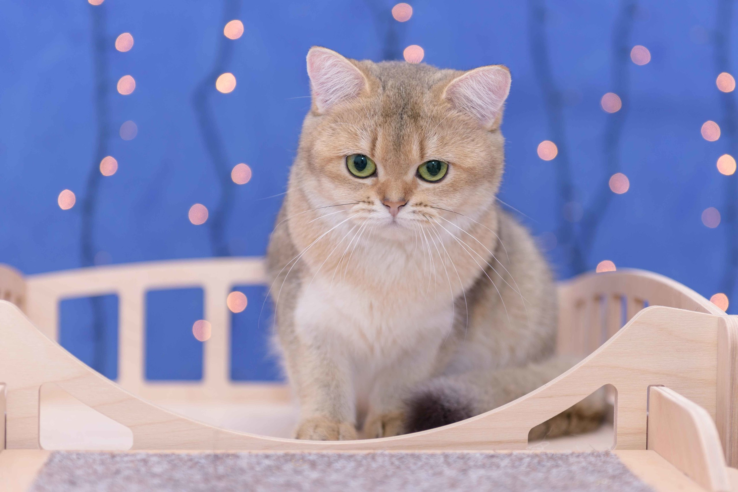 Εκτροφειο βρετανικης κοντότριχης γατας στην Ελλαδα, εκτροφειο british shorthair Αθηνα, εκτροφείο βρετανικής κοντότριχης στην Αθήνα, βρετανικη κοντοτριχη τσιντσιλα, χρυση βρετανική γάτα, βρετανική κοντότριχη γάτα με pedigree, βρετανική κοντότριχη γάτα τιμή, βρετανική μακρύτριχη γάτα, εκτροφείο βρετανικής κοντότριχης γάτας στην Κύπρο, βρετανική γάτα στην Κύπρο τιμή, χρυσή βρετανική γάτα στην Κύπρο, χρυσή βρετανική γάτα Λεμεσός, εκτροφειο βρετανικης γατας Λεμεσος, βρετανικο γατακι τιμη Λεμεσος, βρετανικο γατακι τιμη, βρετανικη γατα Κυπρος, βρετανικη κοντοτριχη γατα τιμη, εκτροφειο βρετανικης κοντοτριχης Θεσσαλονικη