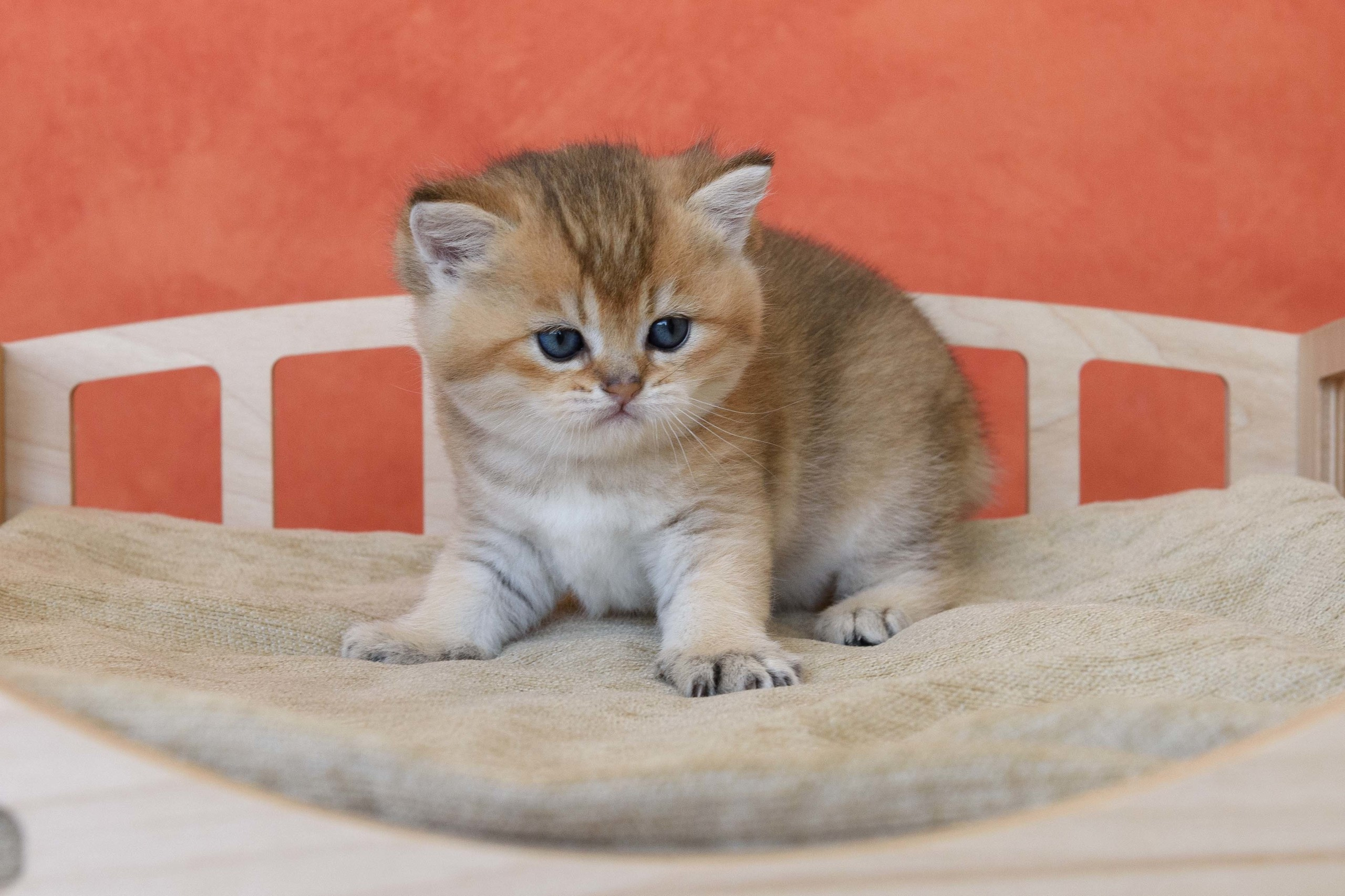 Εκτροφειο βρετανικης κοντότριχης γατας στην Ελλαδα, εκτροφειο british shorthair Αθηνα, εκτροφείο βρετανικής κοντότριχης στην Αθήνα, βρετανικη κοντοτριχη τσιντσιλα, χρυση βρετανική γάτα, βρετανική κοντότριχη γάτα με pedigree, βρετανική κοντότριχη γάτα τιμή, βρετανική μακρύτριχη γάτα, εκτροφείο βρετανικής κοντότριχης γάτας στην Κύπρο, βρετανική γάτα στην Κύπρο τιμή, χρυσή βρετανική γάτα στην Κύπρο, χρυσή βρετανική γάτα Λεμεσός, εκτροφειο βρετανικης γατας Λεμεσος, βρετανικο γατακι τιμη Λεμεσος, βρετανικο γατακι τιμη, βρετανικη γατα Κυπρος, βρετανικη κοντοτριχη γατα τιμη, εκτροφειο βρετανικης κοντοτριχης Θεσσαλονικη