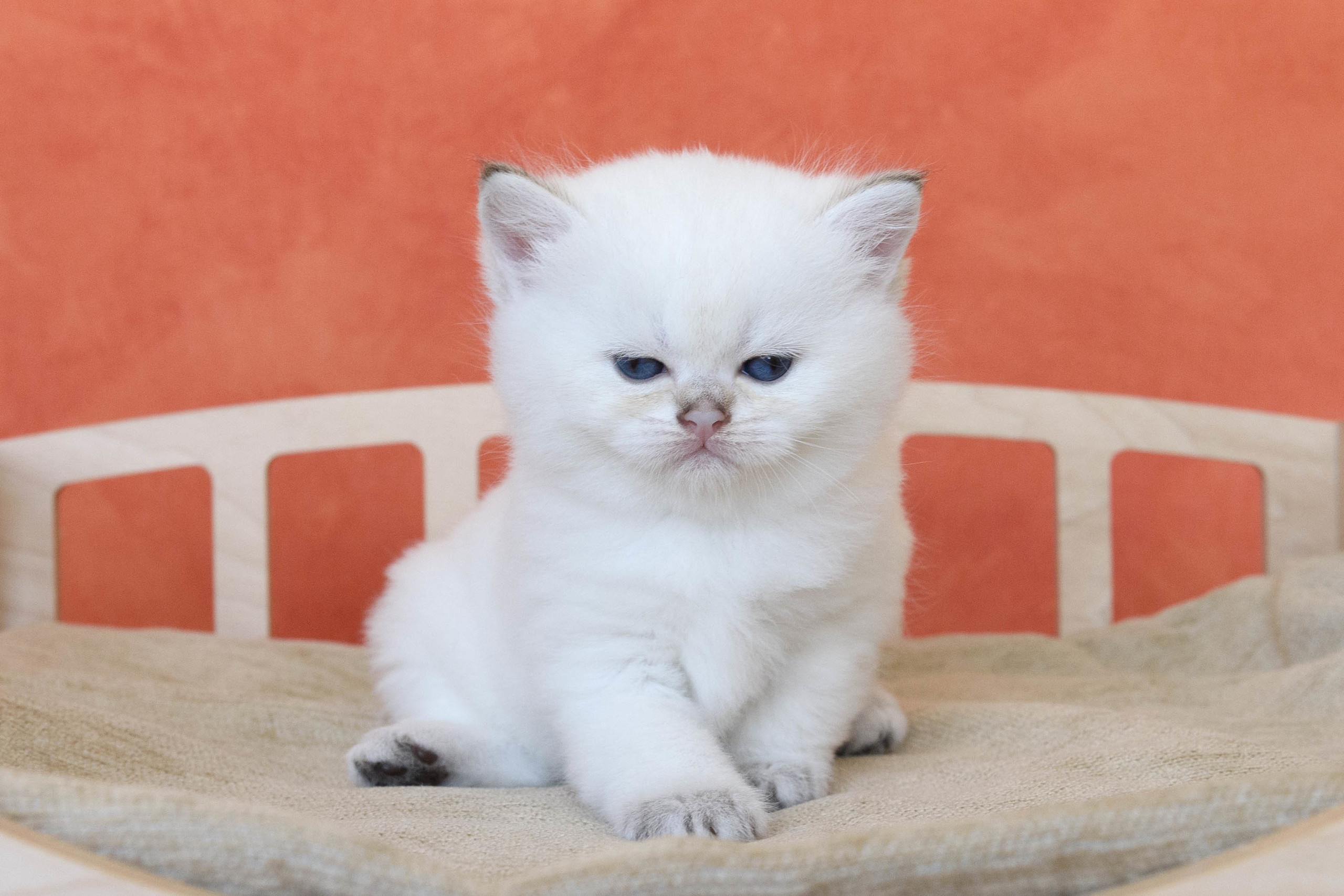 Εκτροφειο βρετανικης κοντότριχης γατας στην Ελλαδα, εκτροφειο british shorthair Αθηνα, εκτροφείο βρετανικής κοντότριχης στην Αθήνα, βρετανικη κοντοτριχη τσιντσιλα, χρυση βρετανική γάτα, βρετανική κοντότριχη γάτα με pedigree, βρετανική κοντότριχη γάτα τιμή, βρετανική μακρύτριχη γάτα, εκτροφείο βρετανικής κοντότριχης γάτας στην Κύπρο, βρετανική γάτα στην Κύπρο τιμή, χρυσή βρετανική γάτα στην Κύπρο, χρυσή βρετανική γάτα Λεμεσός, εκτροφειο βρετανικης γατας Λεμεσος, βρετανικο γατακι τιμη Λεμεσος, βρετανικο γατακι τιμη, βρετανικη γατα Κυπρος, βρετανικη κοντοτριχη γατα τιμη, εκτροφειο βρετανικης κοντοτριχης Θεσσαλονικη