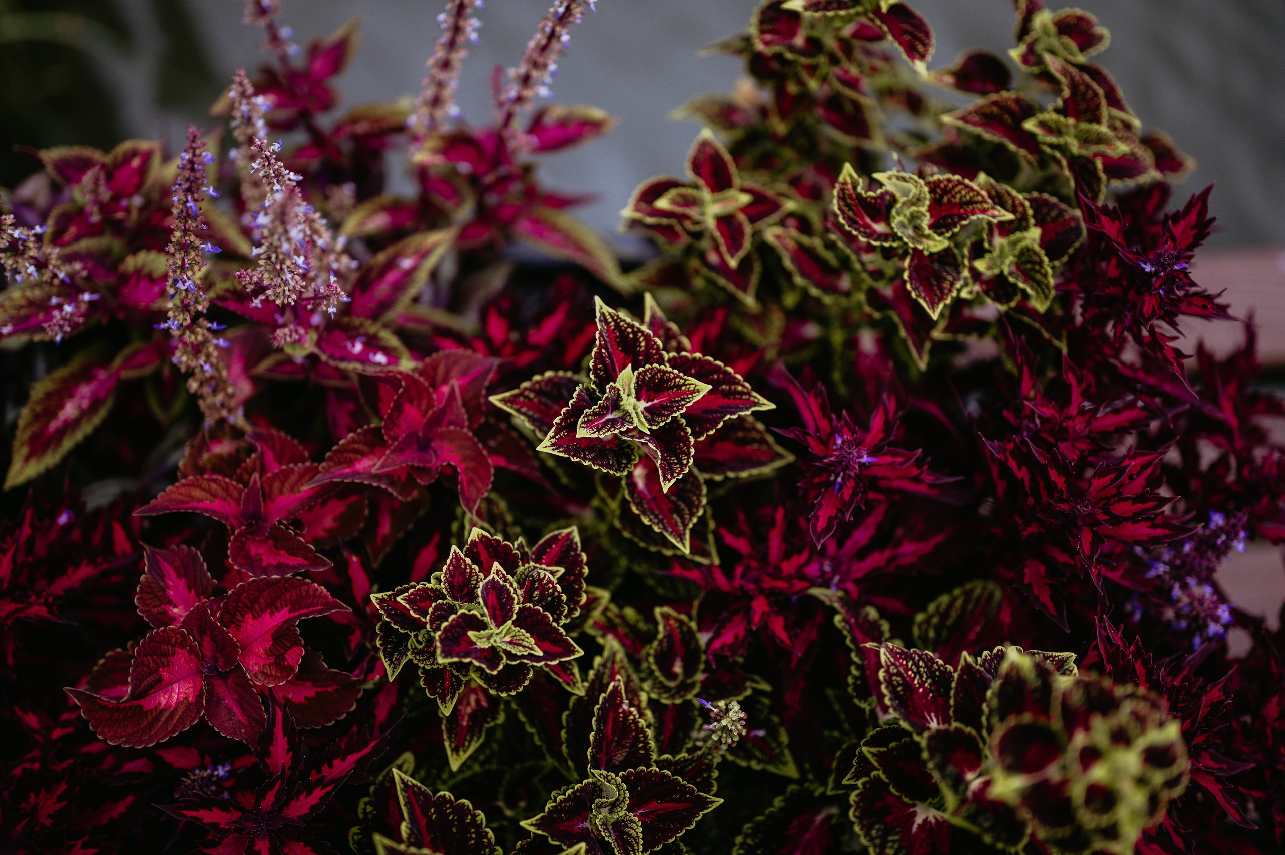 Flavio si Sarona. Valentin Melen — wedding photographer