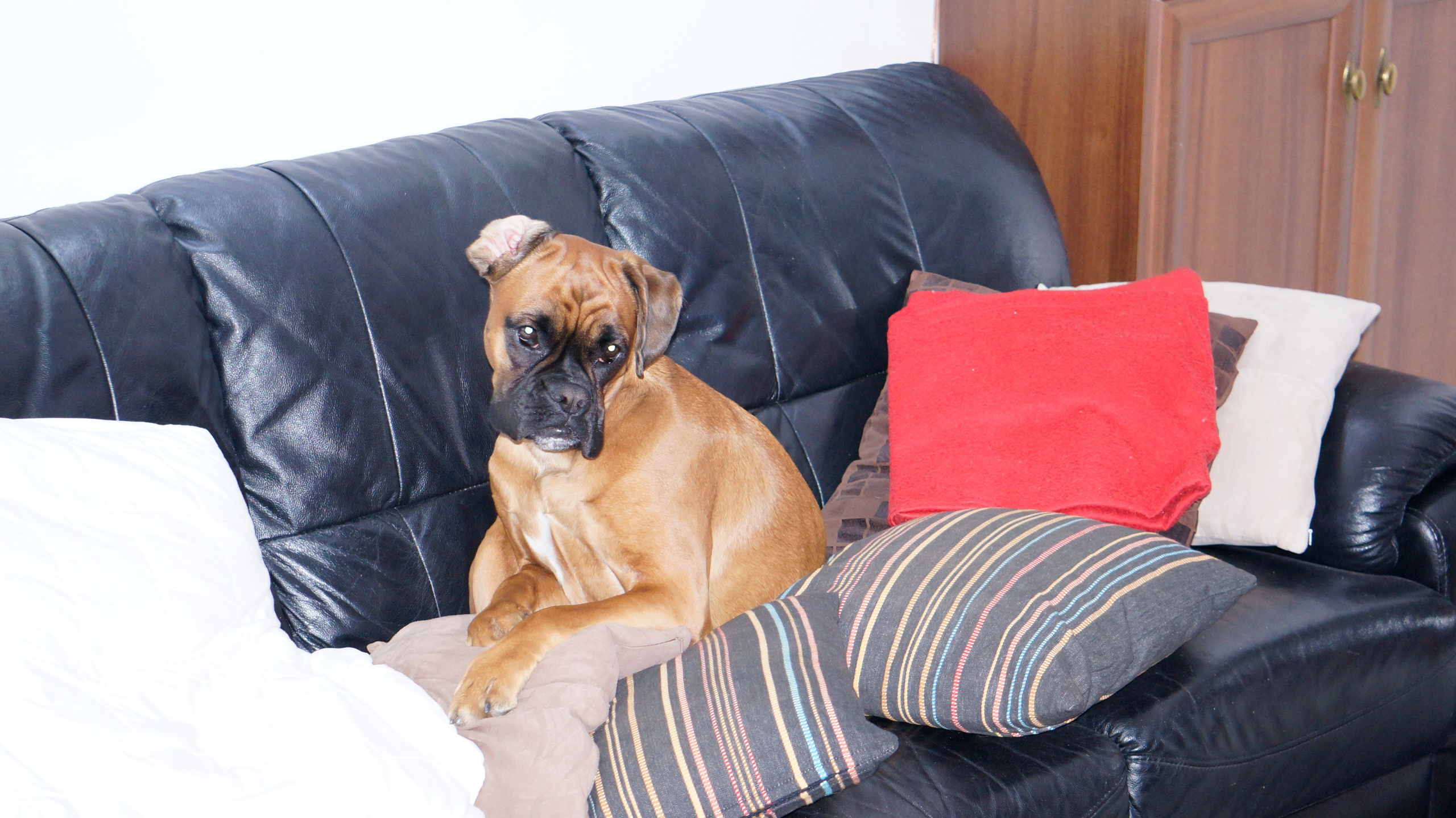 My ״Star״ Boxer Dog