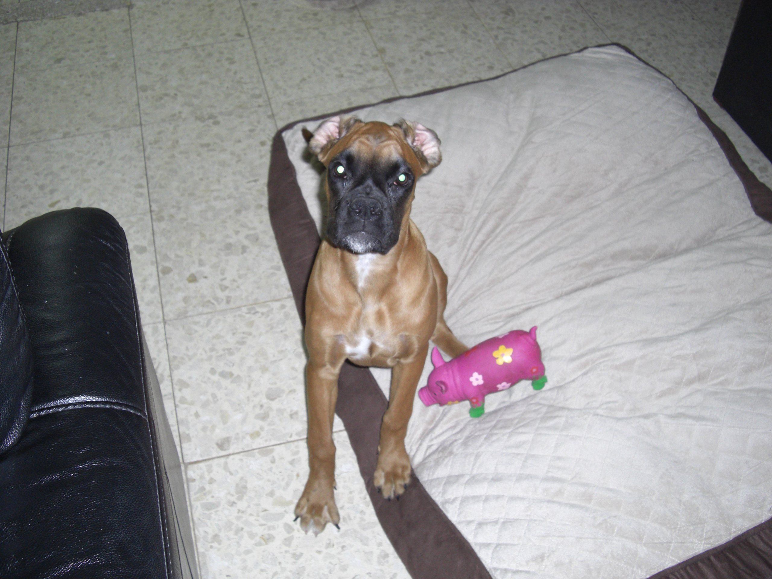 My ״Star״ Boxer Dog