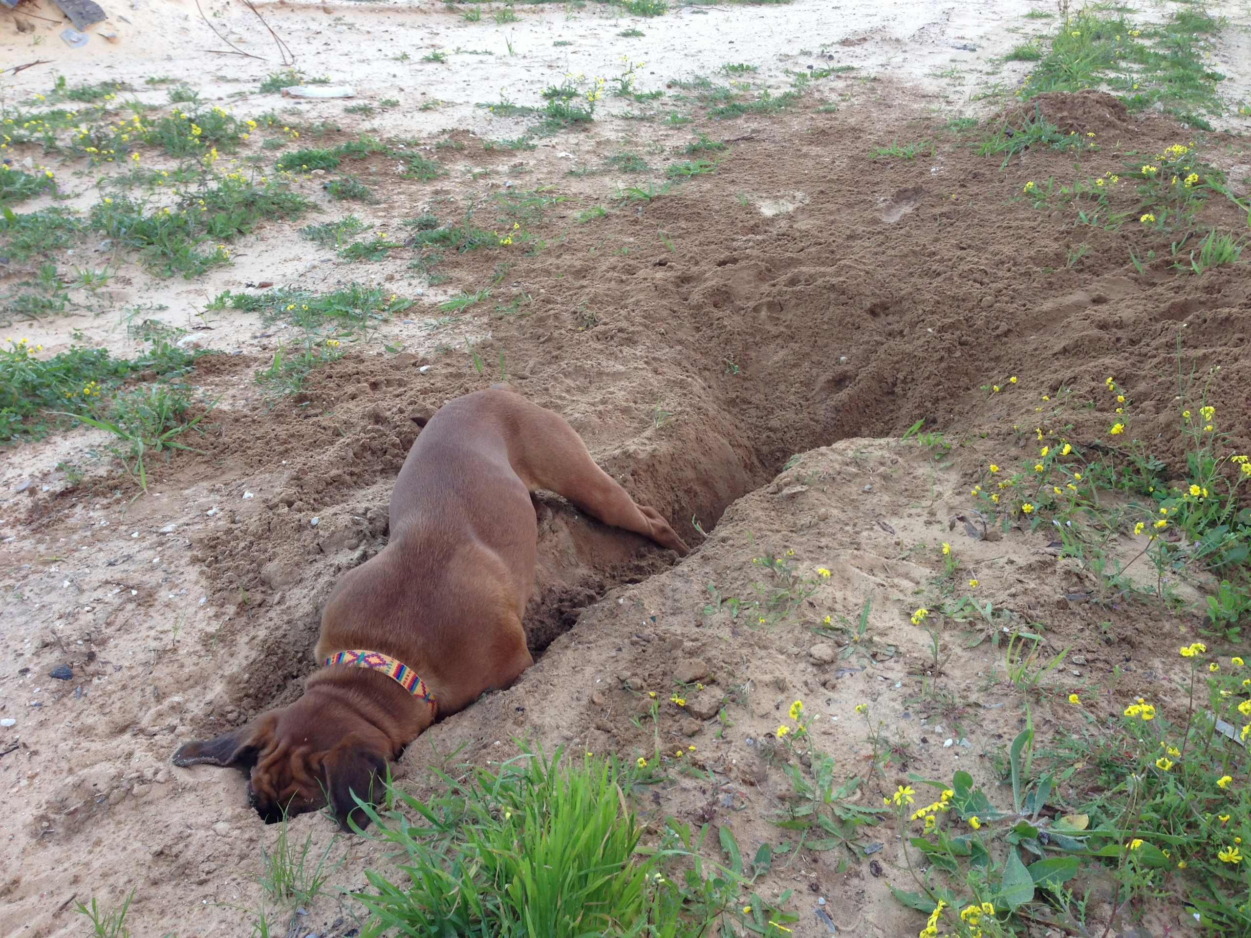 My ״Star״ Boxer Dog