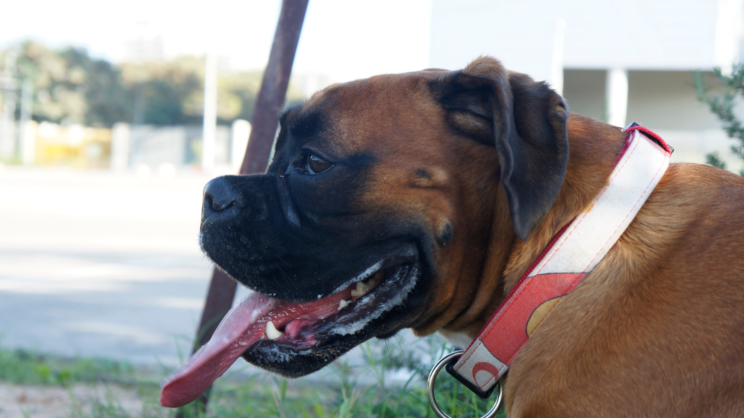 My ״Star״ Boxer Dog