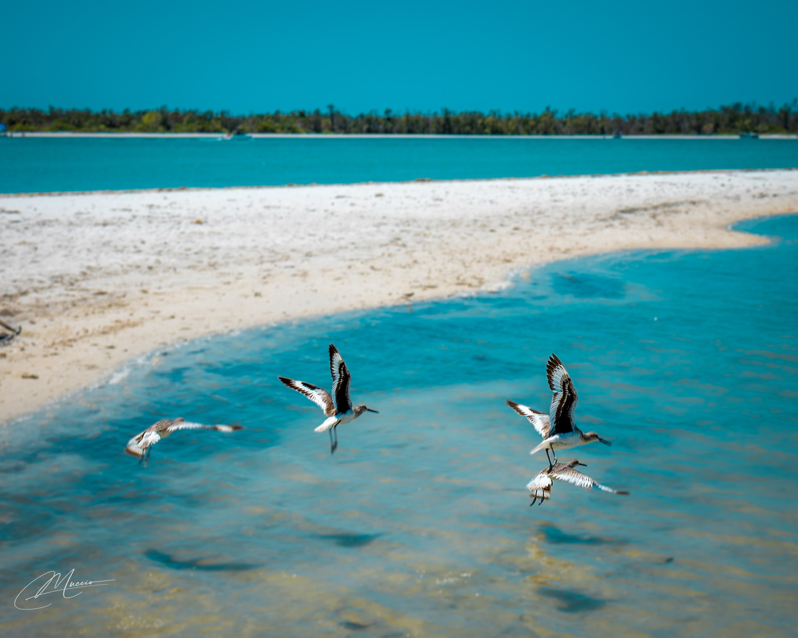 Florida Man — Fort Myers Walkabout. Out and About 239