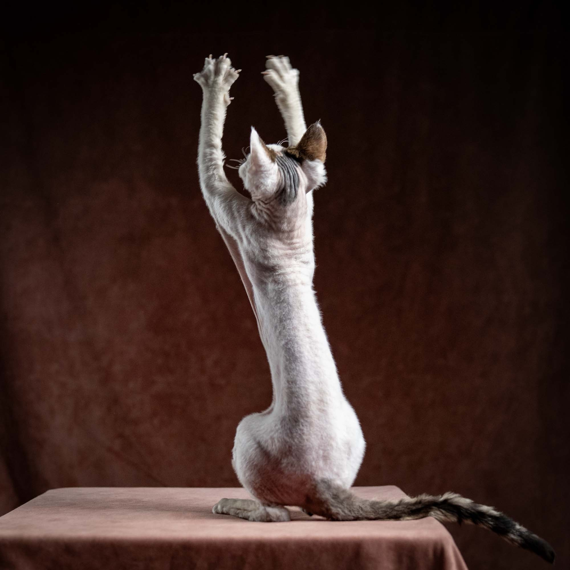 Oscar, boy, born 04.15.2025. Devon Rex Pixie Cattery