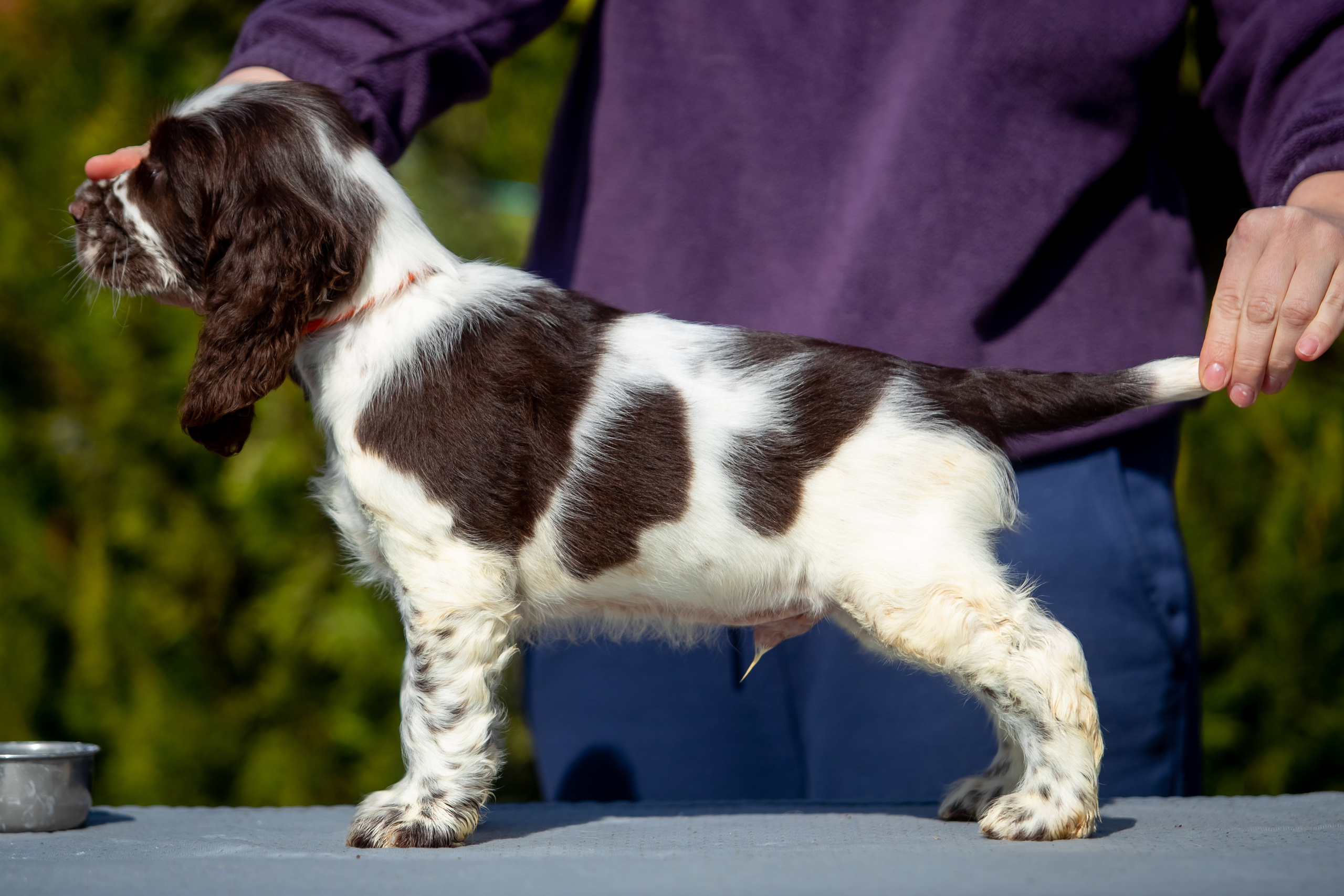 Male — Orange collar 🧡. Website of the titled stud dog of the Springer Spaniel breed