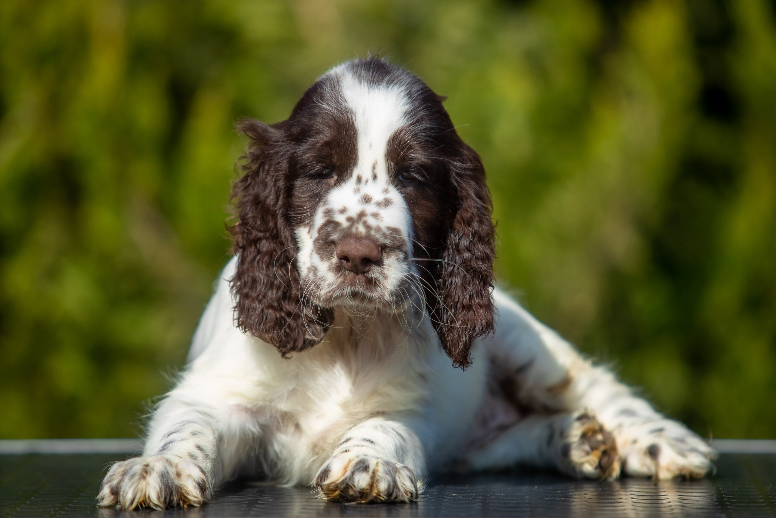 Female — Purple collar💜. Website of the titled stud dog of the Springer Spaniel breed