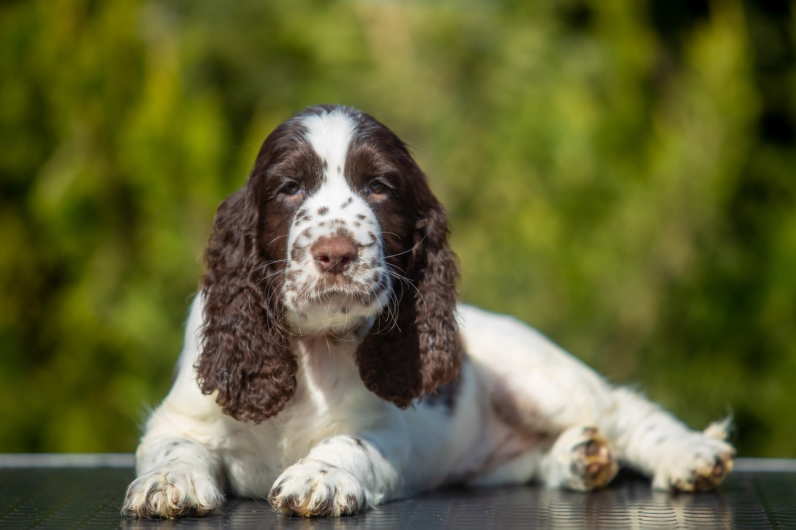 Female — Grey collar 🩶. Website of the titled stud dog of the Springer Spaniel breed
