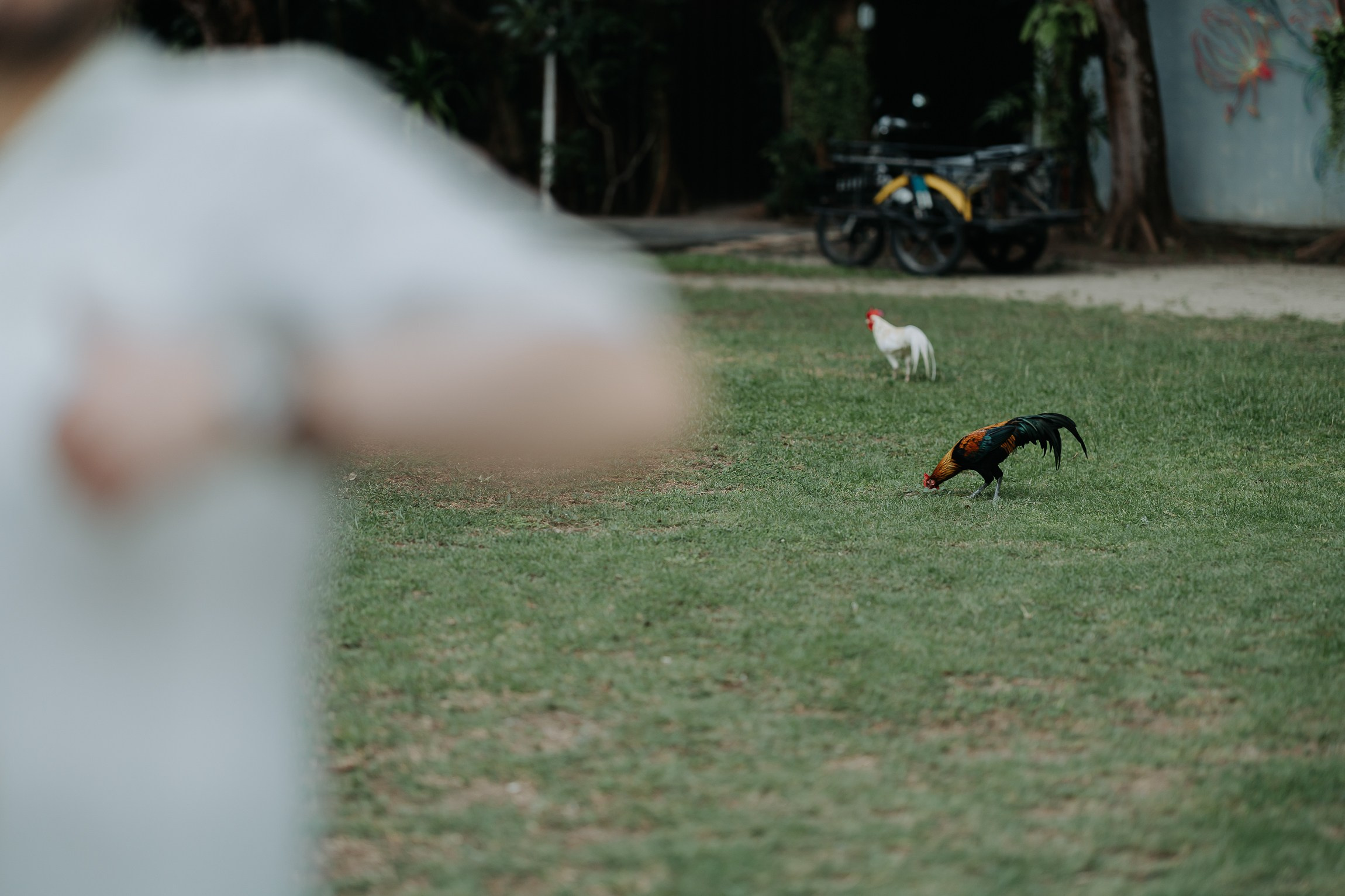 Simone & Matthias Peter. Buddhist blessing wedding Ceremony on Koh Samui, Thailand