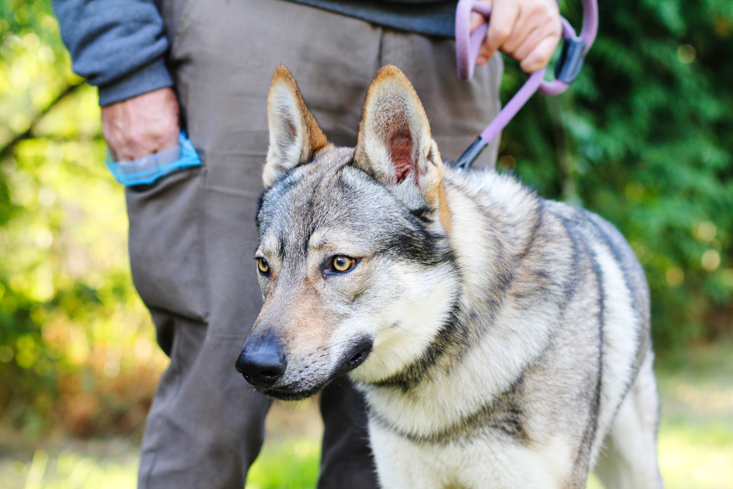 Sesiones fotográficas a mascotas. RabelByCris Fotógrafa en Coruña de Eventos, sesiones, mascotas
