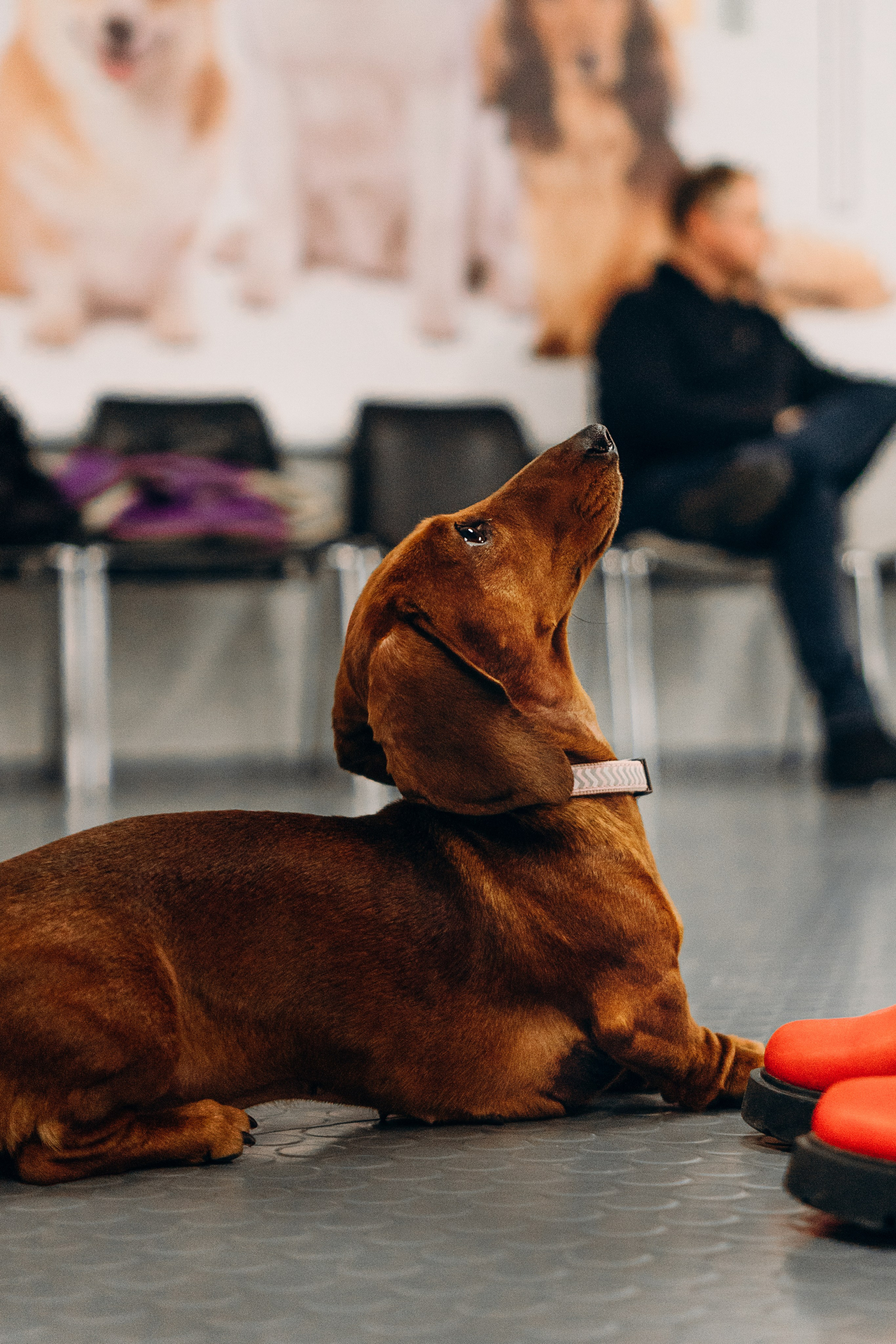 Galgotreff, 9 feb. 2025. Kat Laisaar — Pet photographer in Tallinn